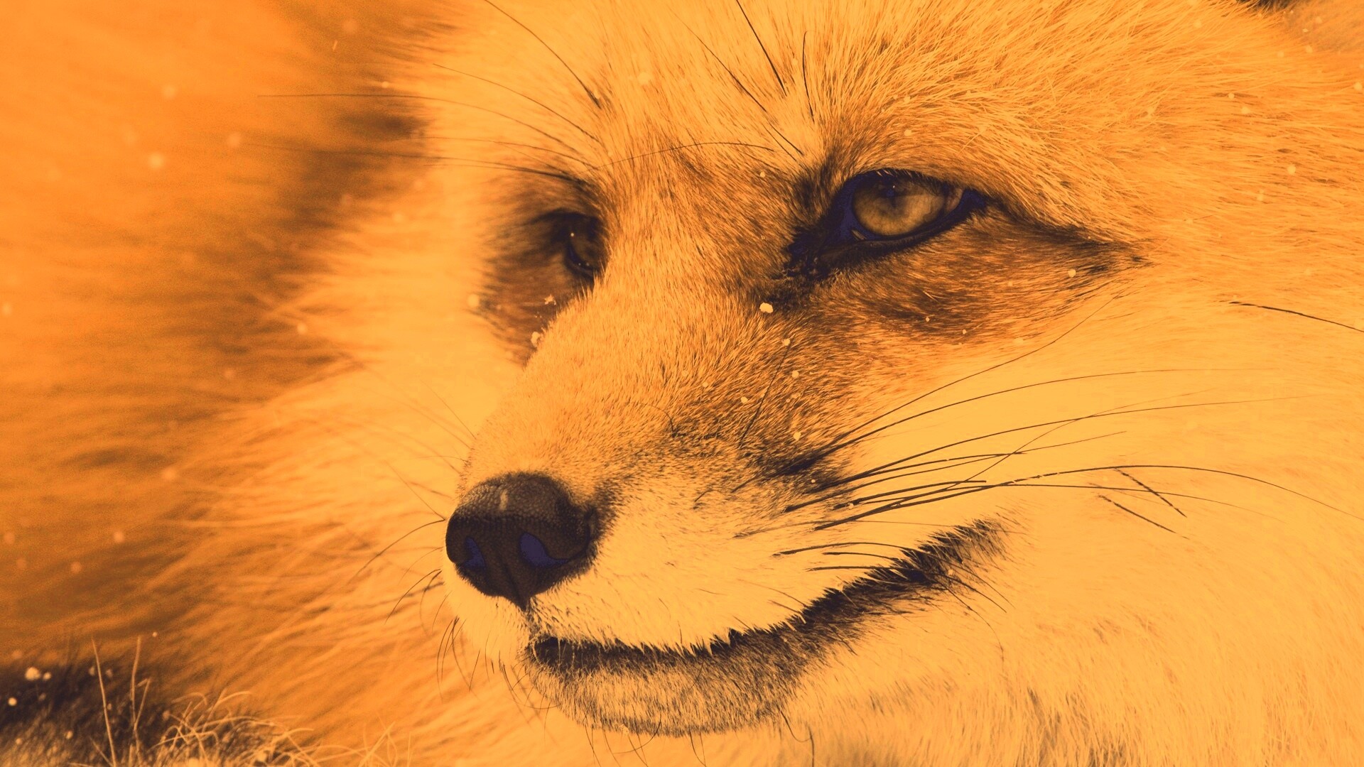 Морда рыжей лисы обои