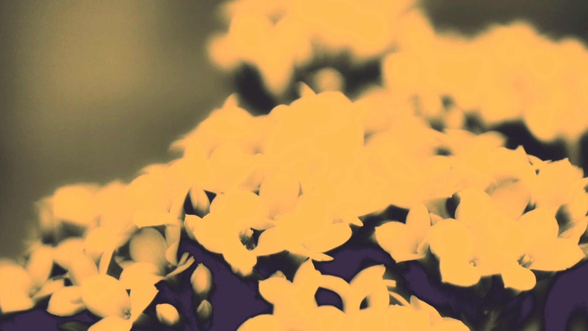 Белоснежные цветочки обои