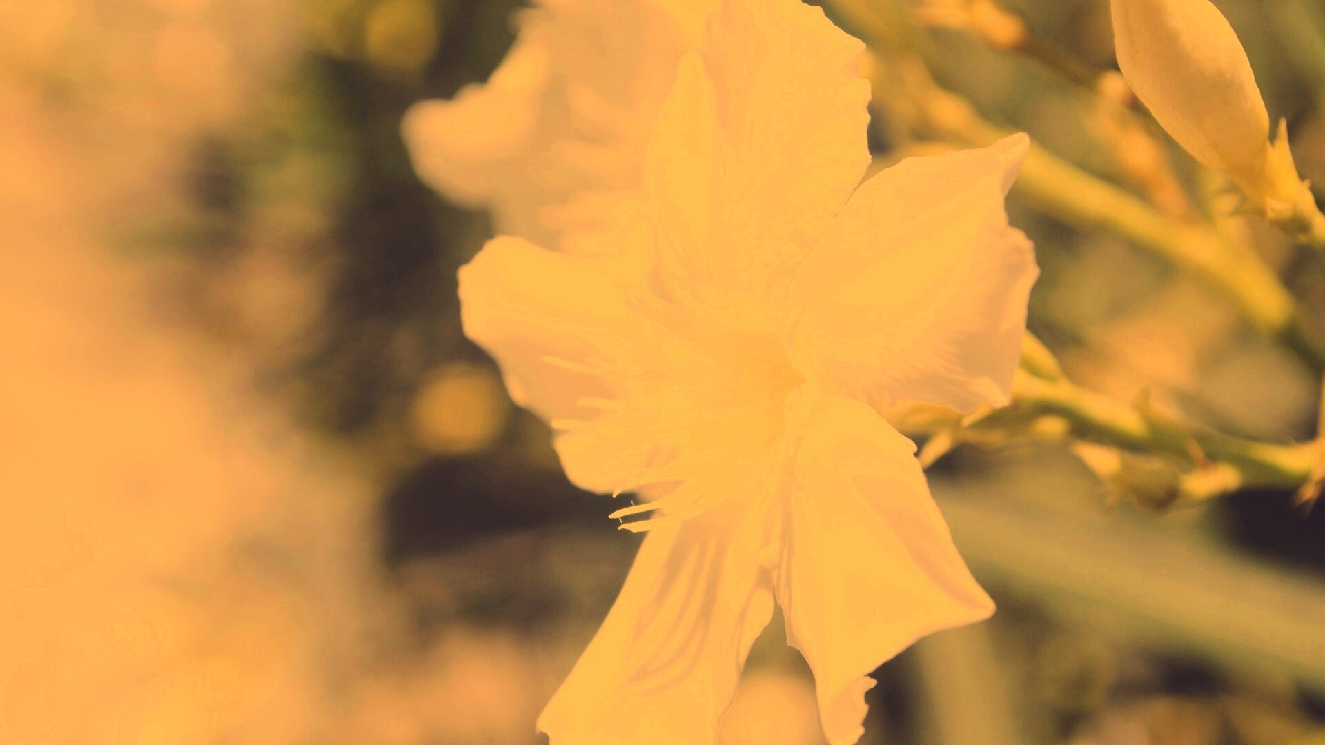 Эухарис, амазонская лилия обои