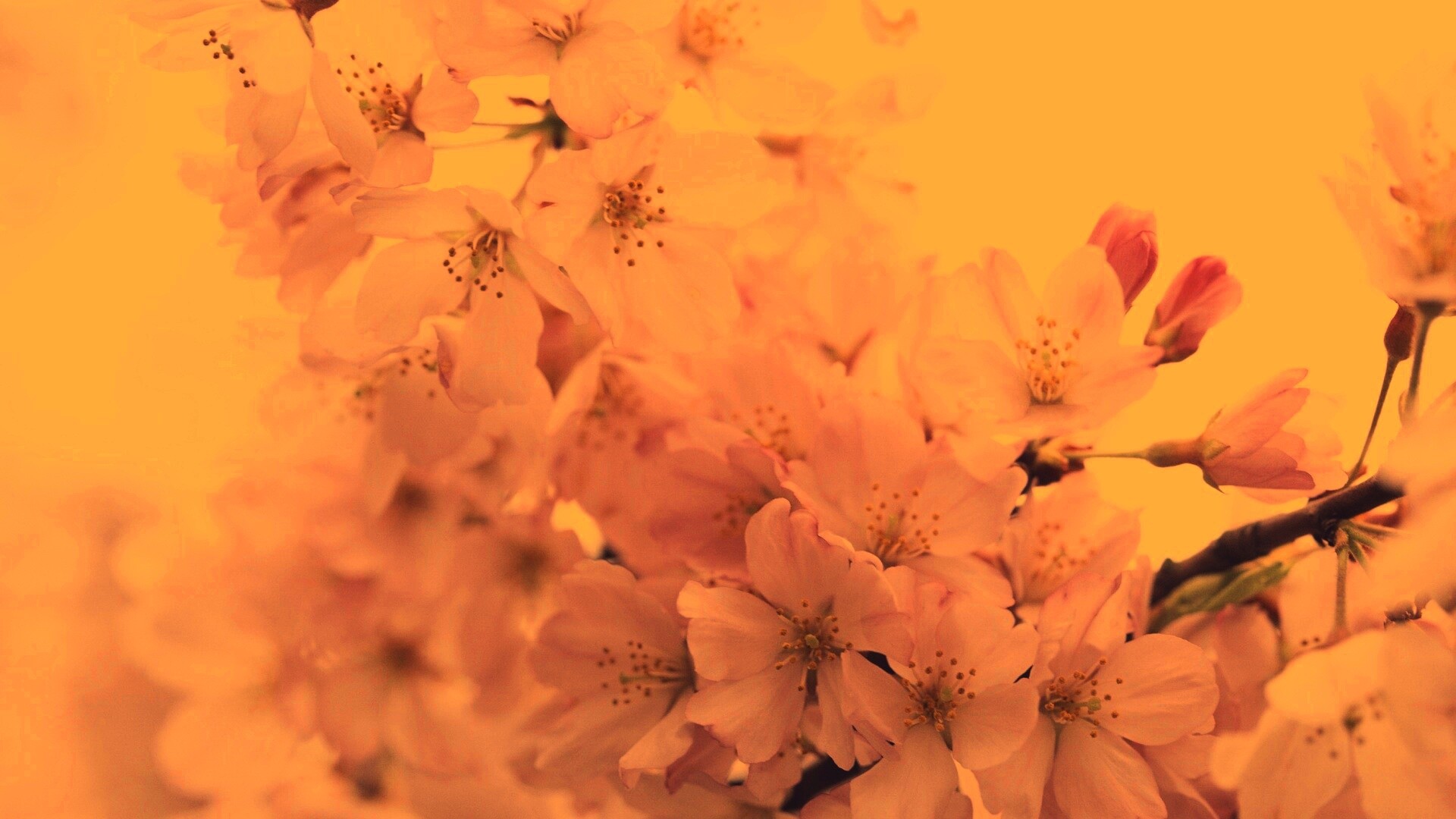 Цветение вишни обои