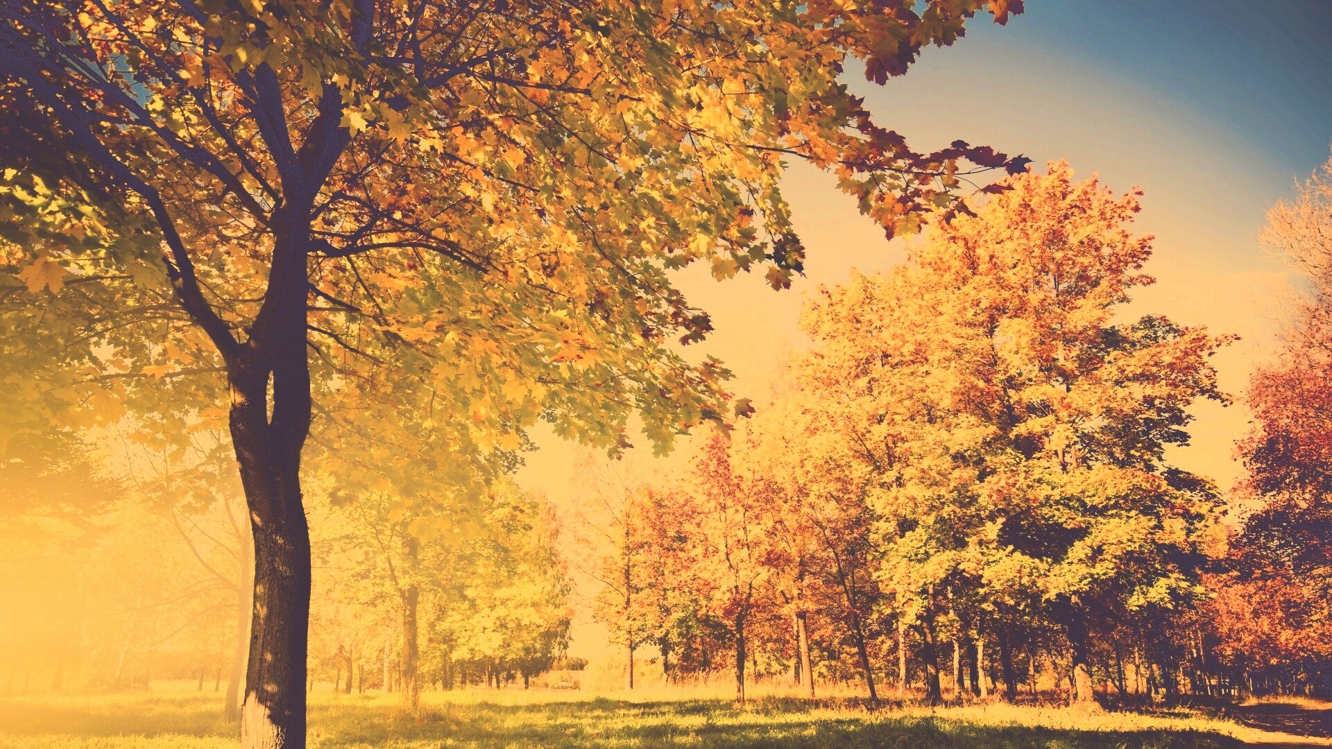 Осень в лесу обои