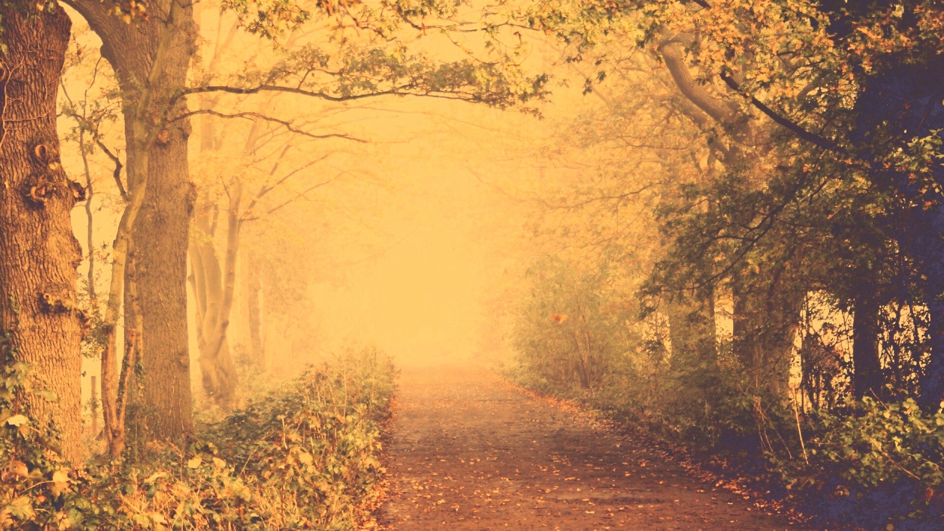 Парковая дорожка обои