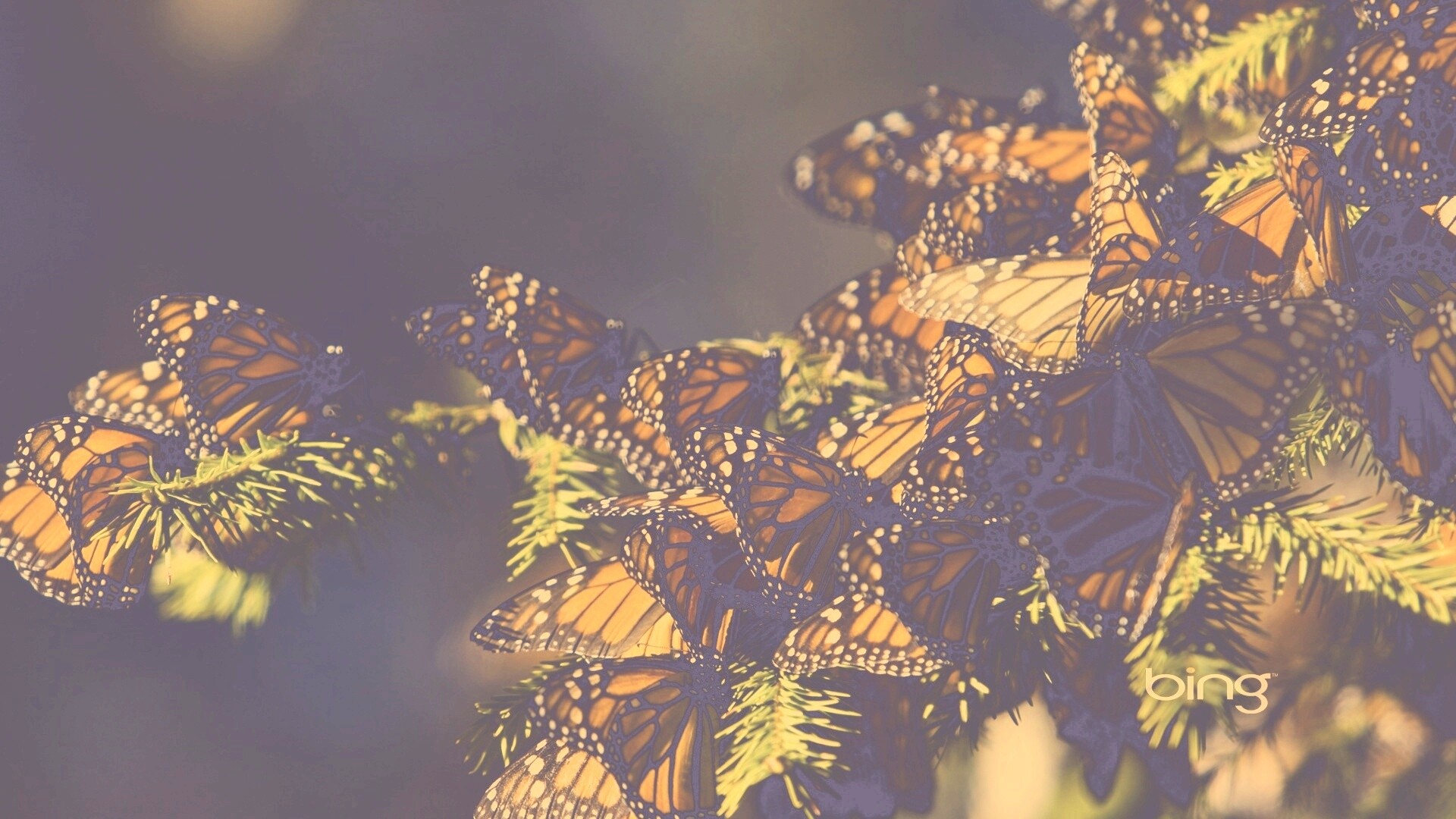 Бабочки облепили ёлку обои