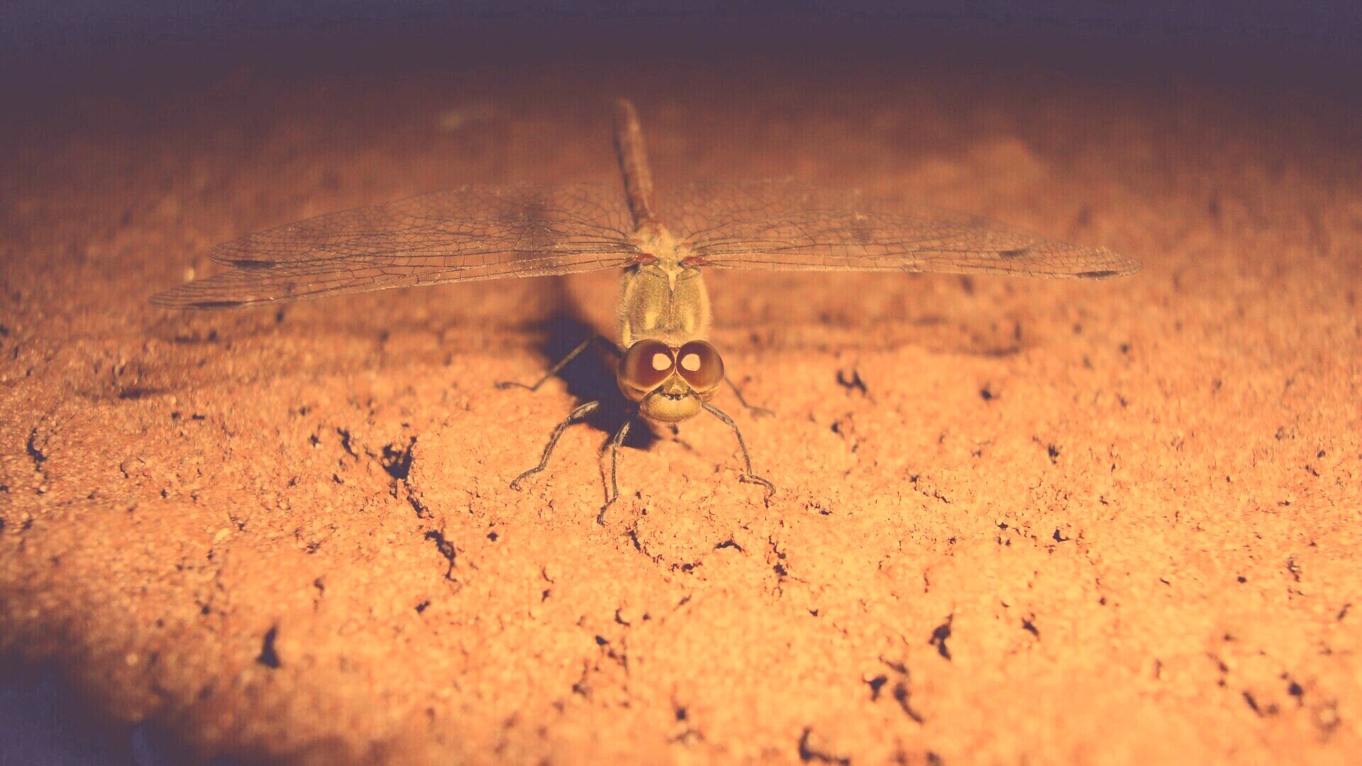 Стрекоза обои