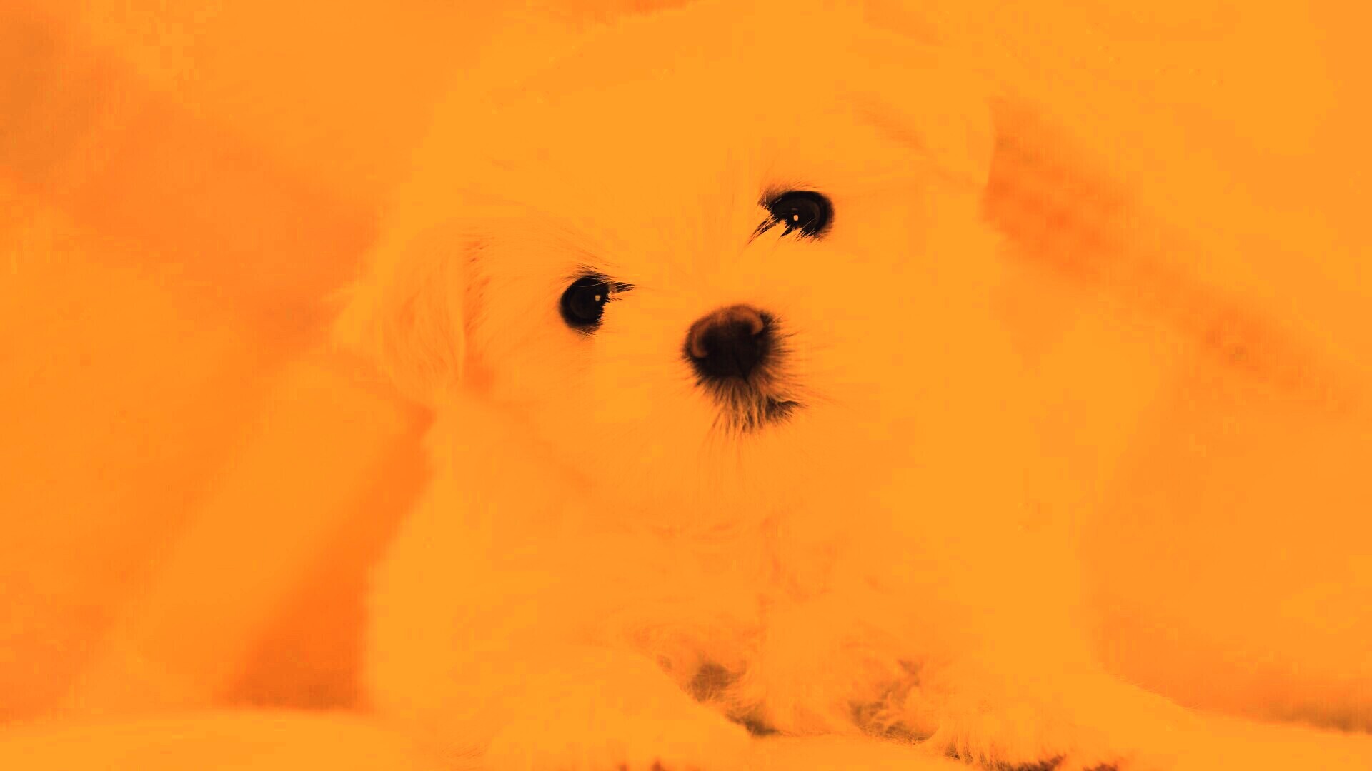 Щенок мальтийской болонки обои