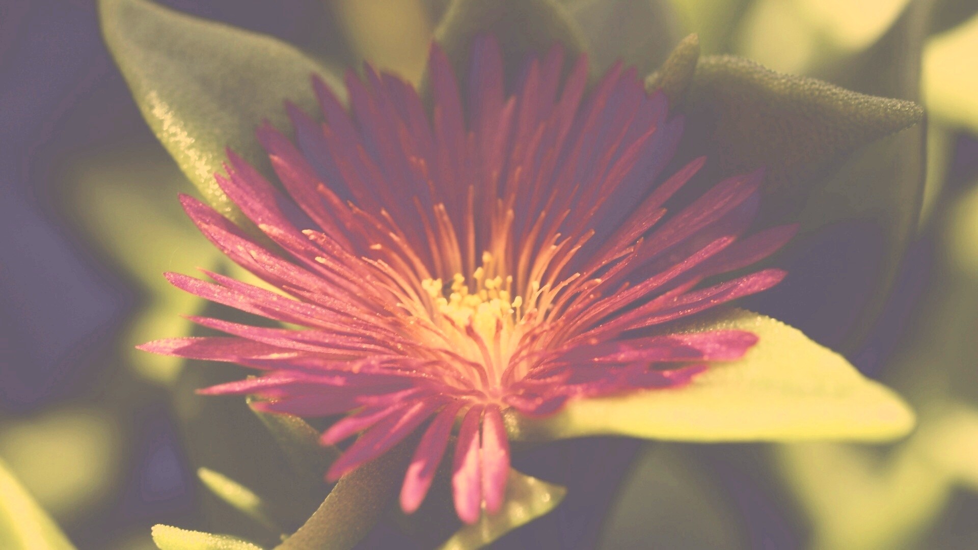 Чудесный цветок обои