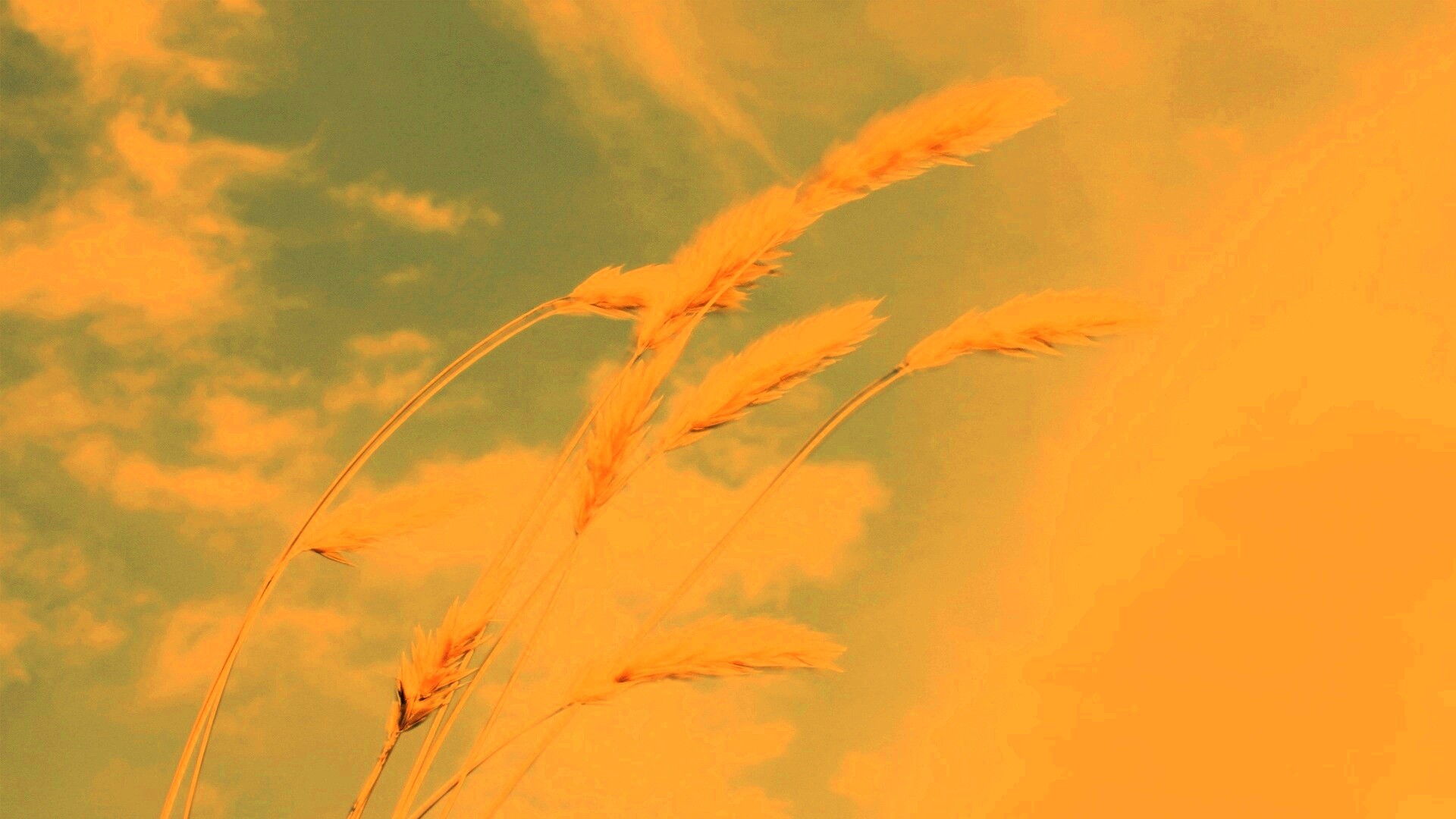 Колосья обои