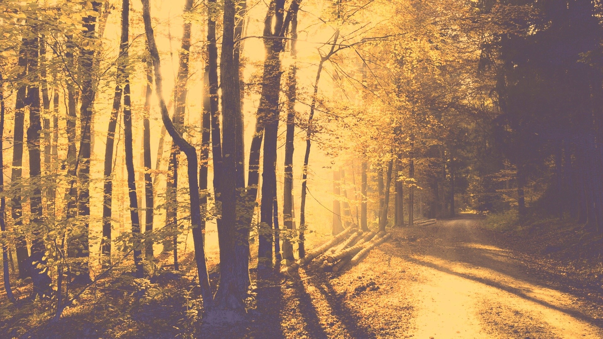 Дорога вдоль просеки в осеннем лесу обои