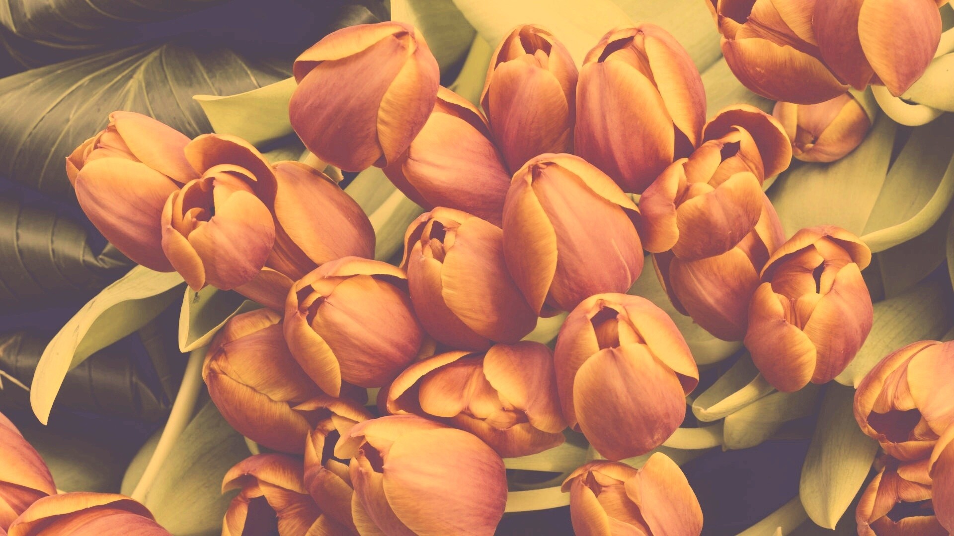 Букет красных тюльпанов обои