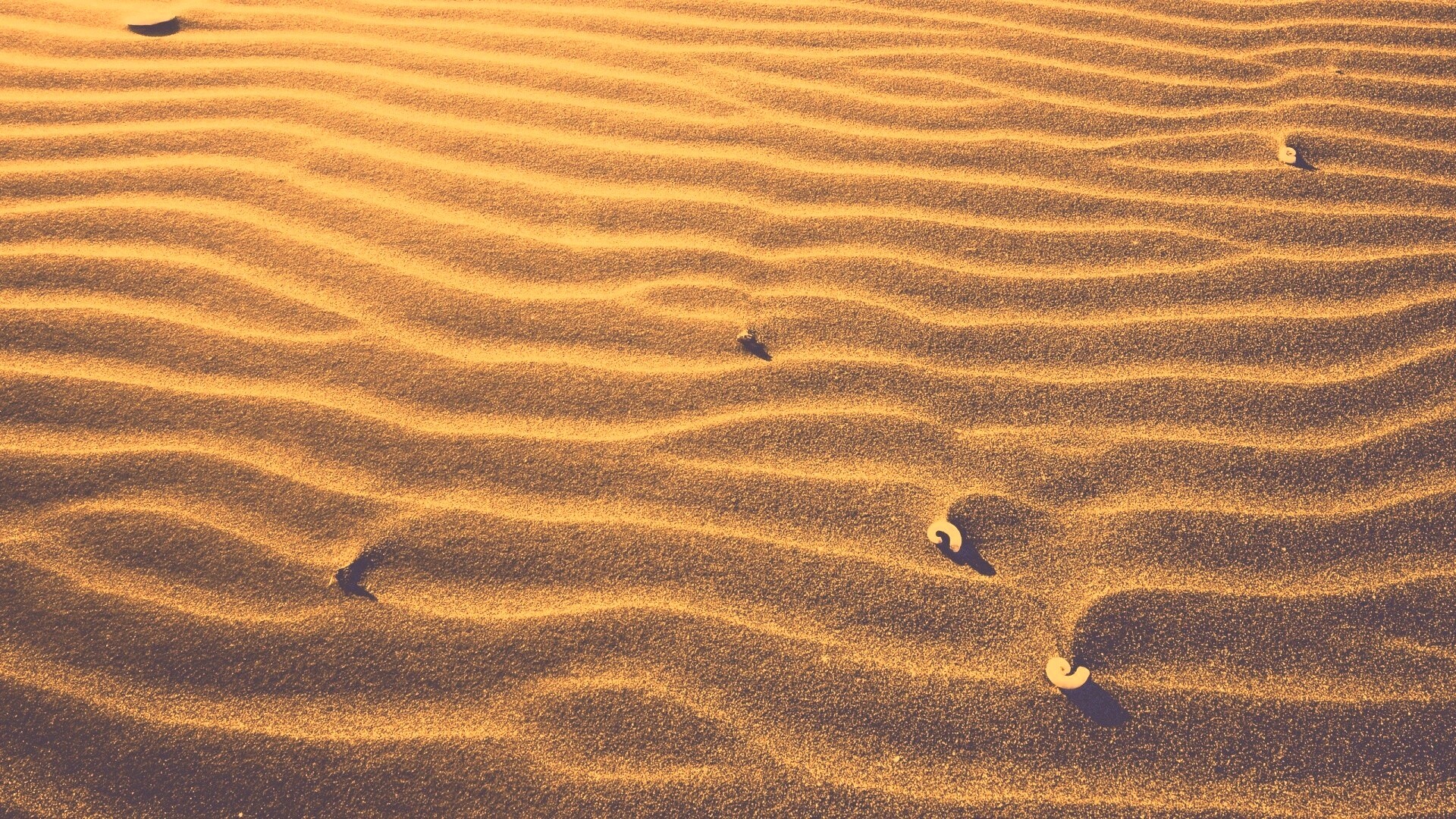 Песок и раковины обои