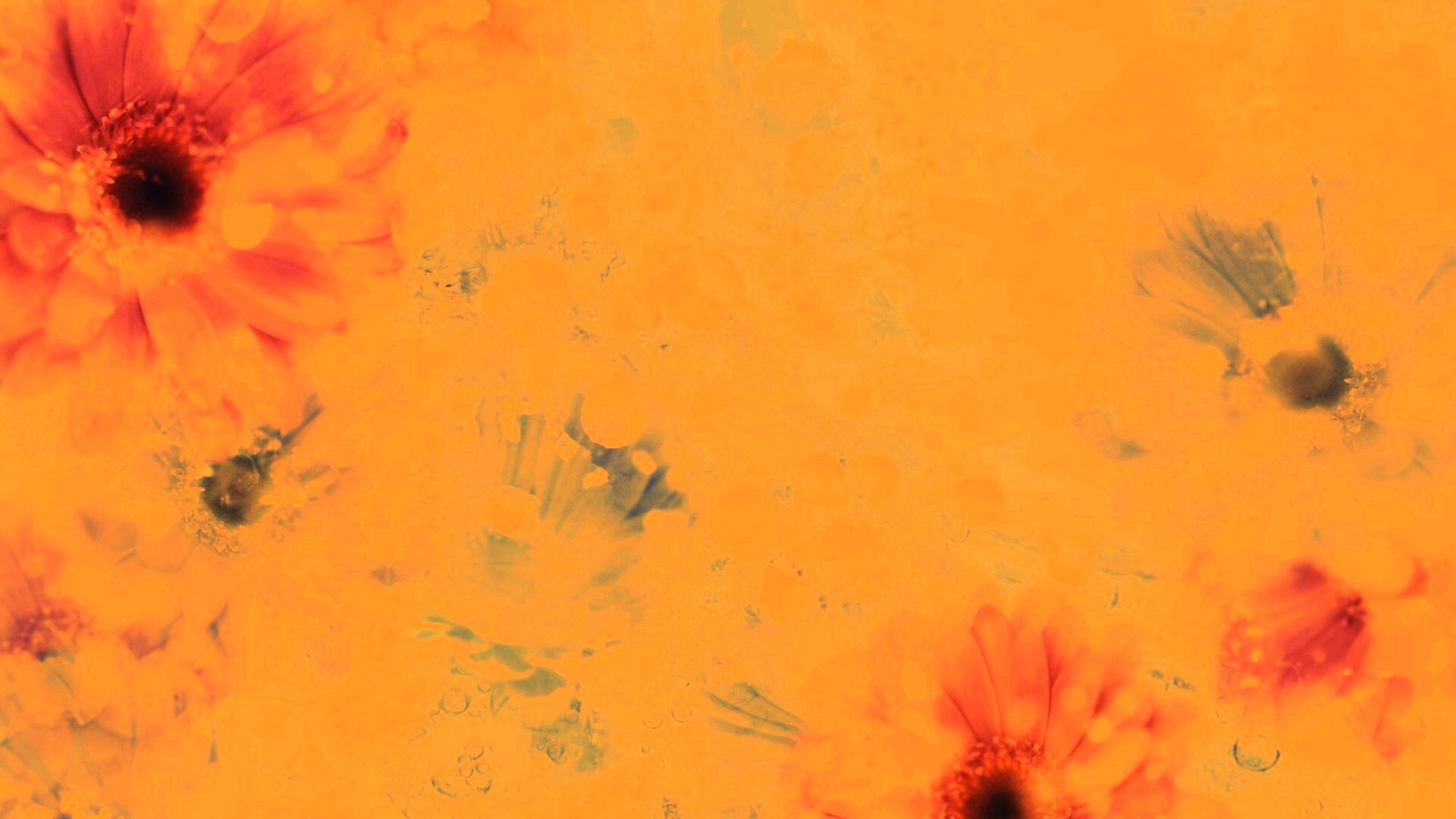 Цветочная эйфория обои