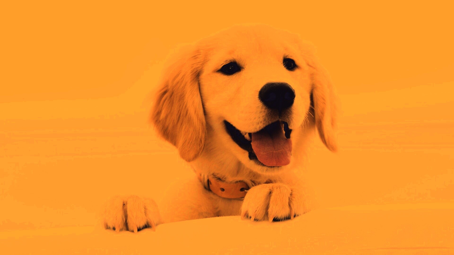 Щенок голден ретривера обои