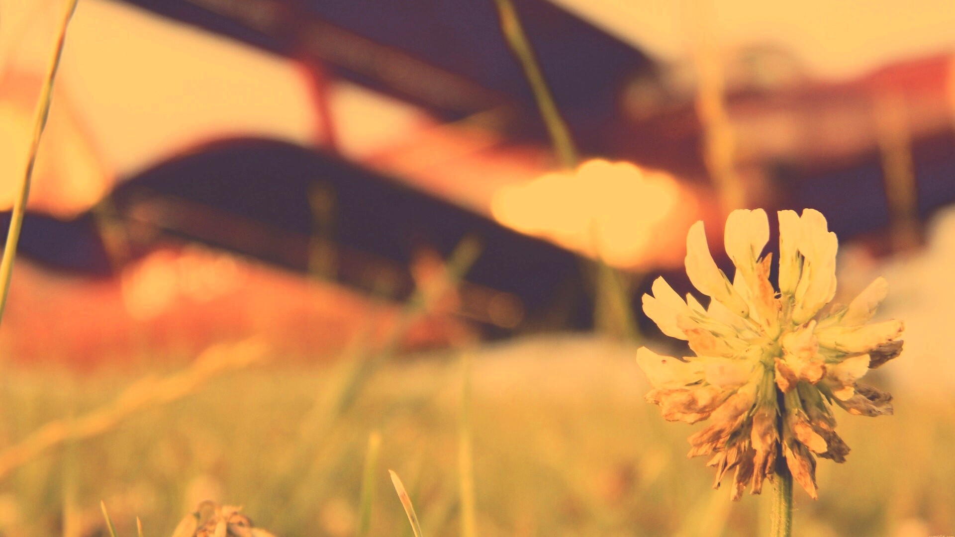 Цветок и красный самолет обои