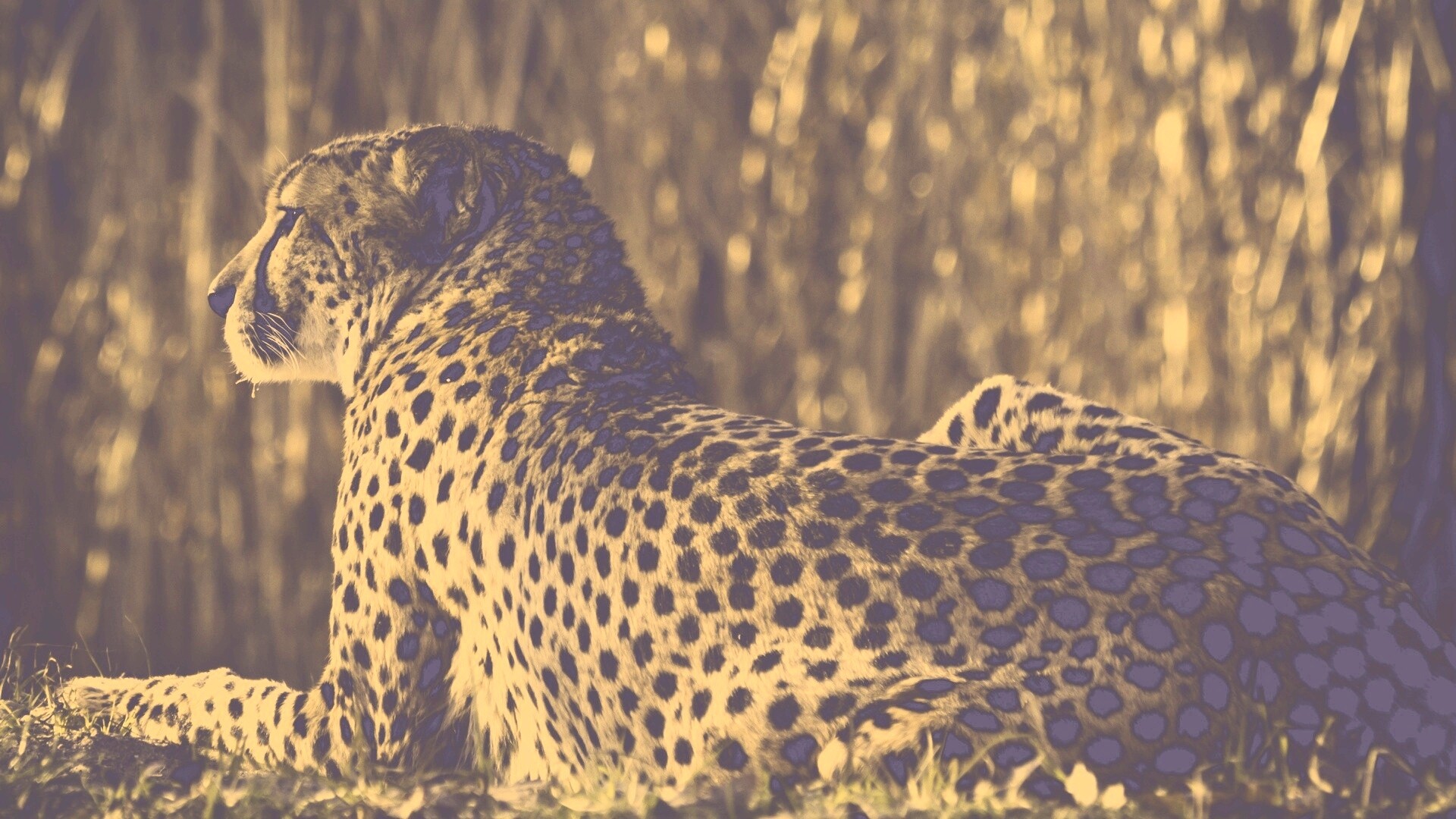 Гепард обои