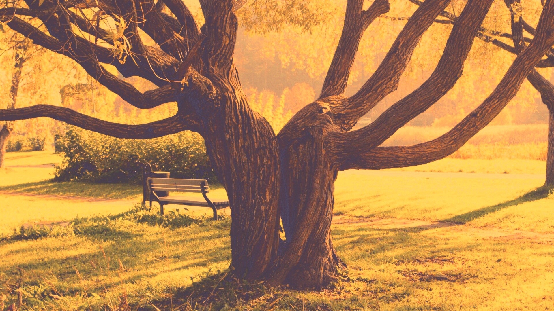 Старые сросшиеся деревья обои