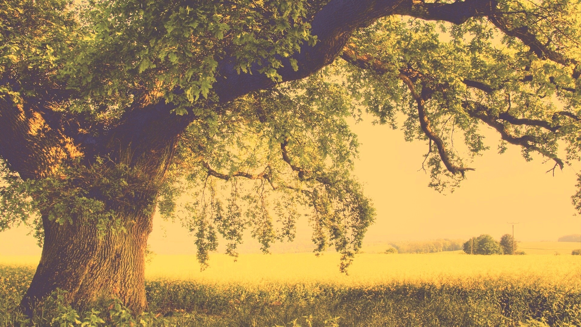 Старый дуб обои