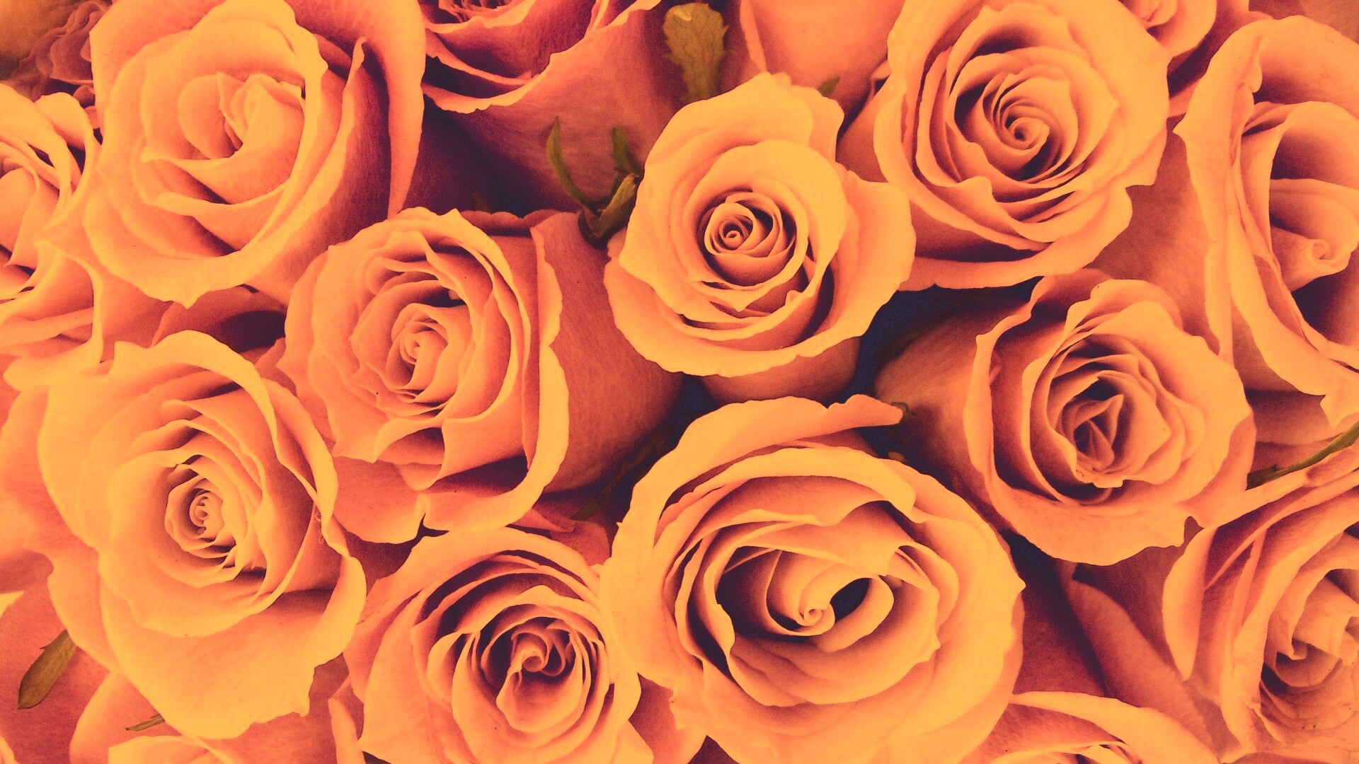 Букет роз обои