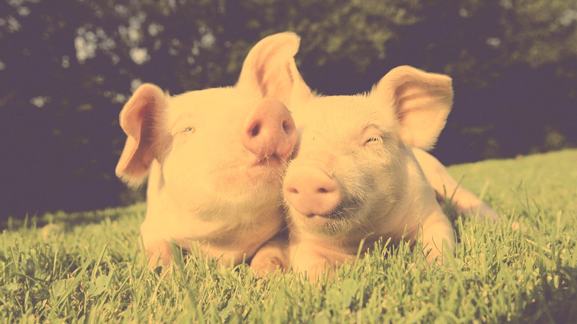 Два поросёнка обои
