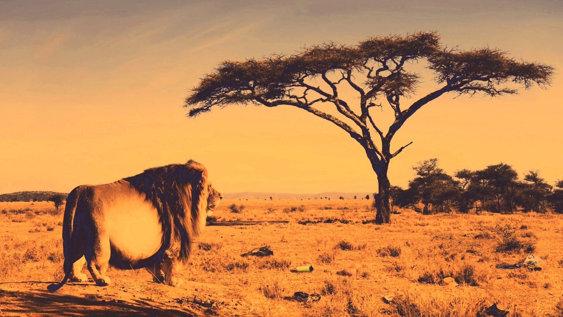 Толстый лев обои