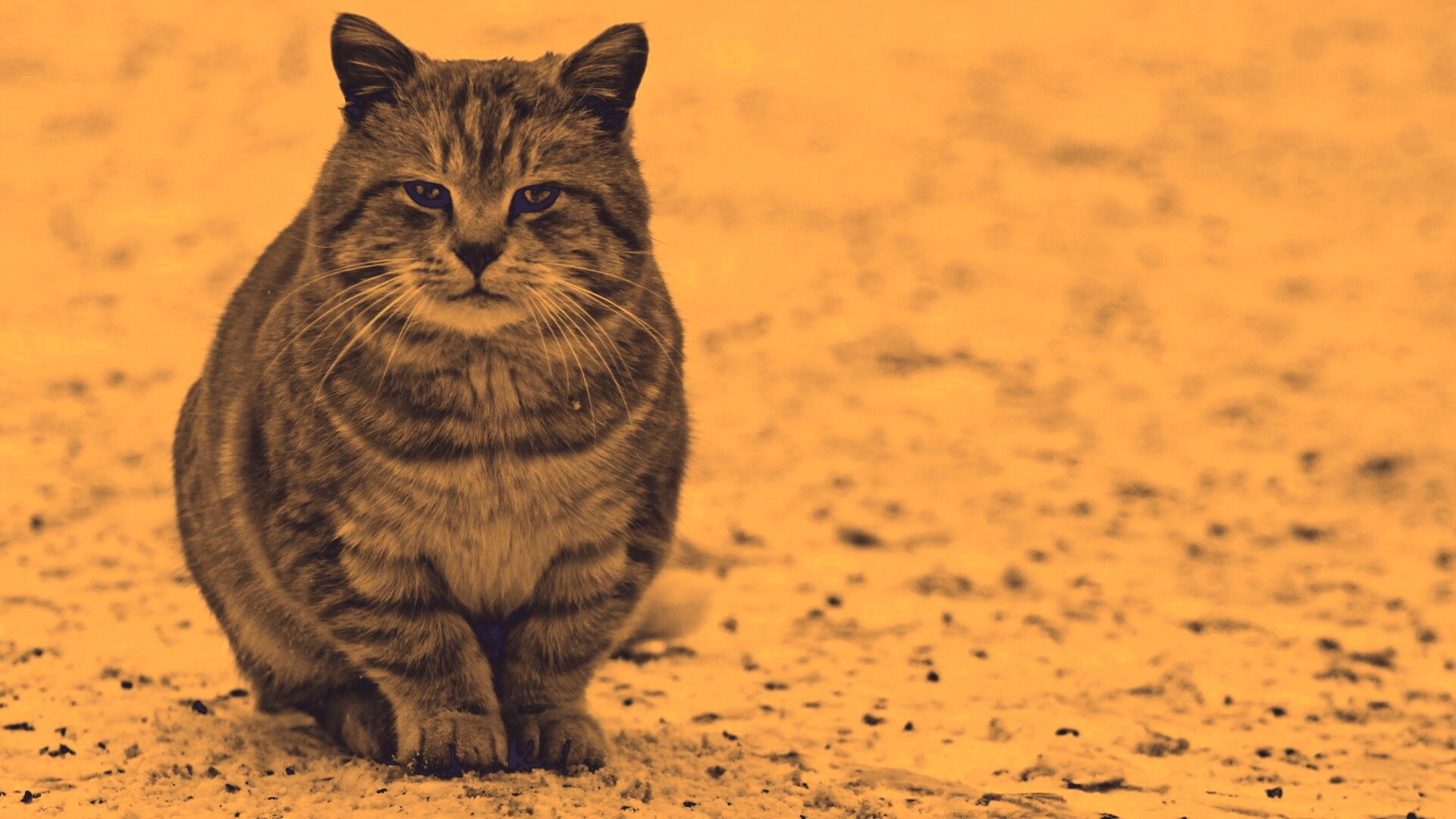 Тяжелый взгляд котэ обои