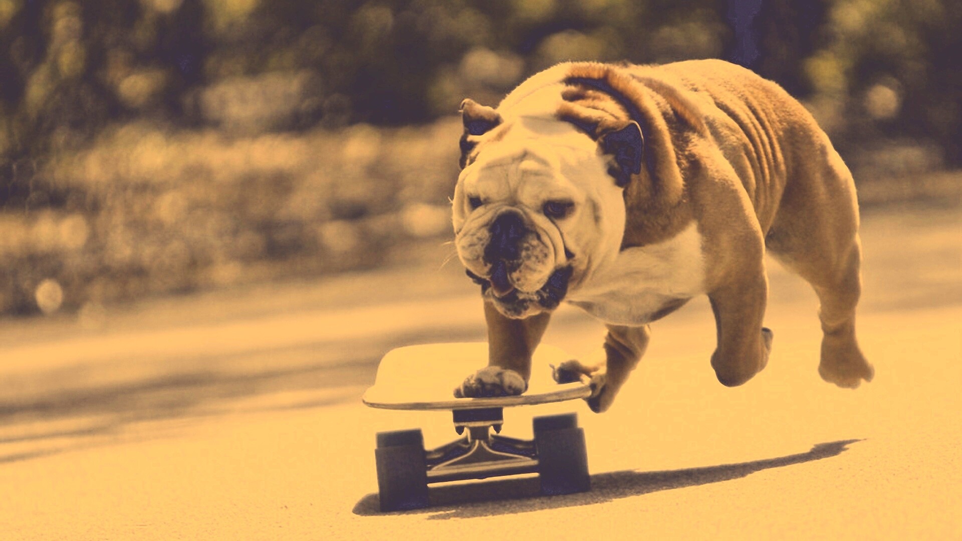 Собака на скейтборде обои