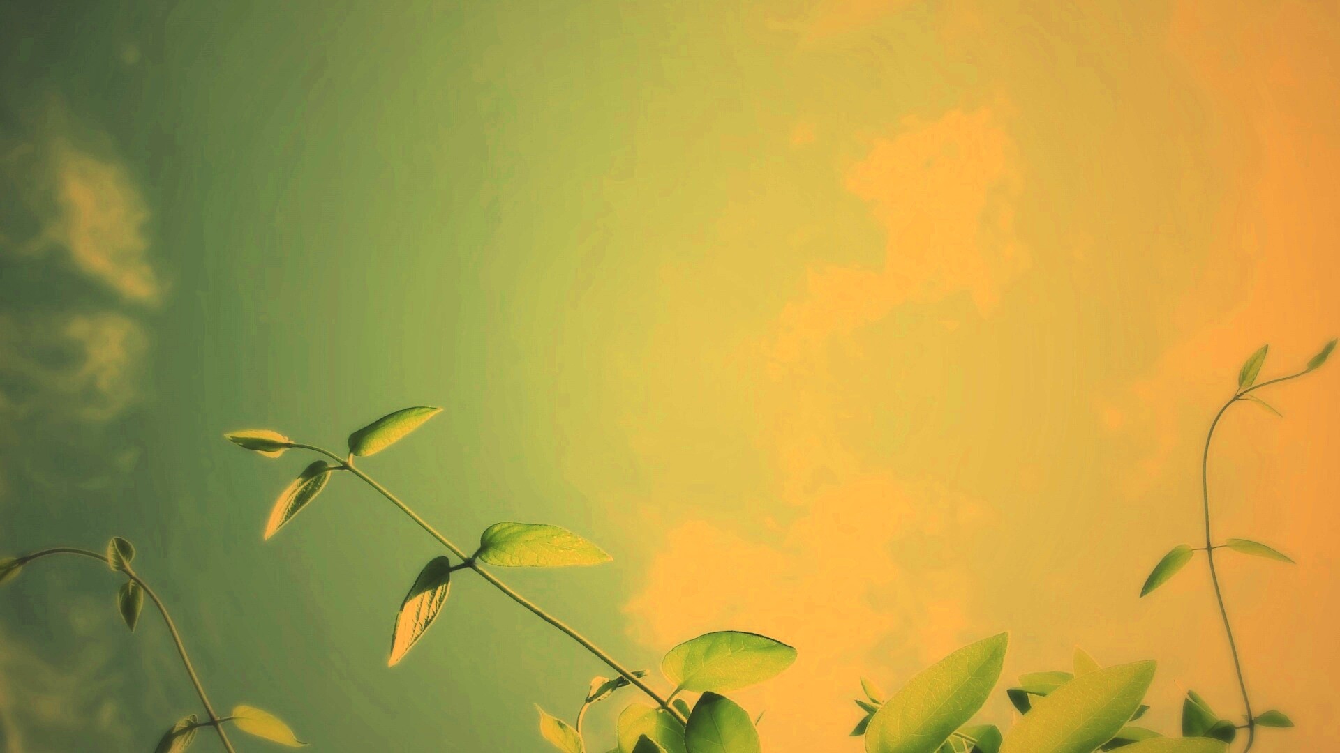 Веточки на фоне неба обои