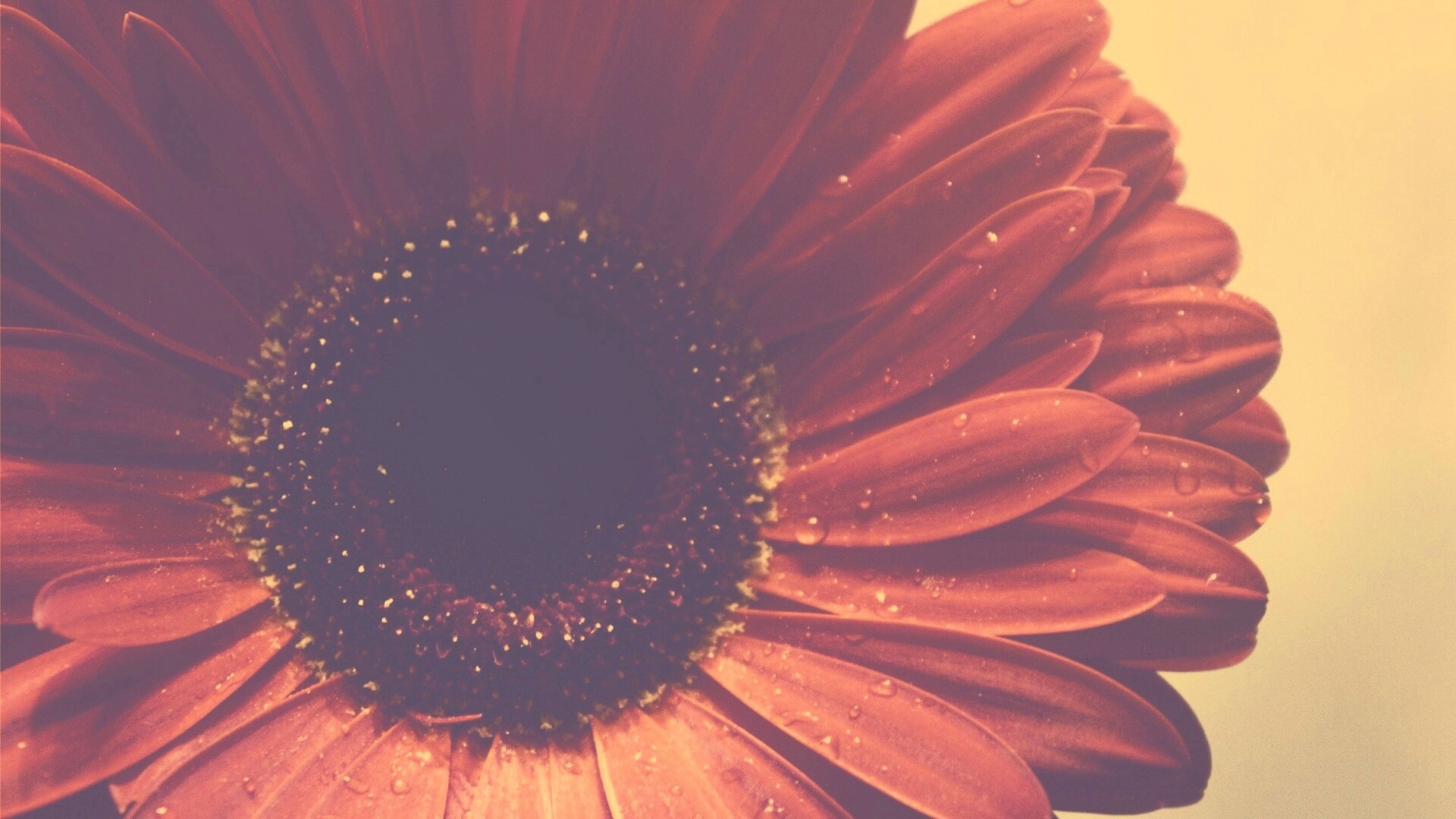 Красная гербера обои