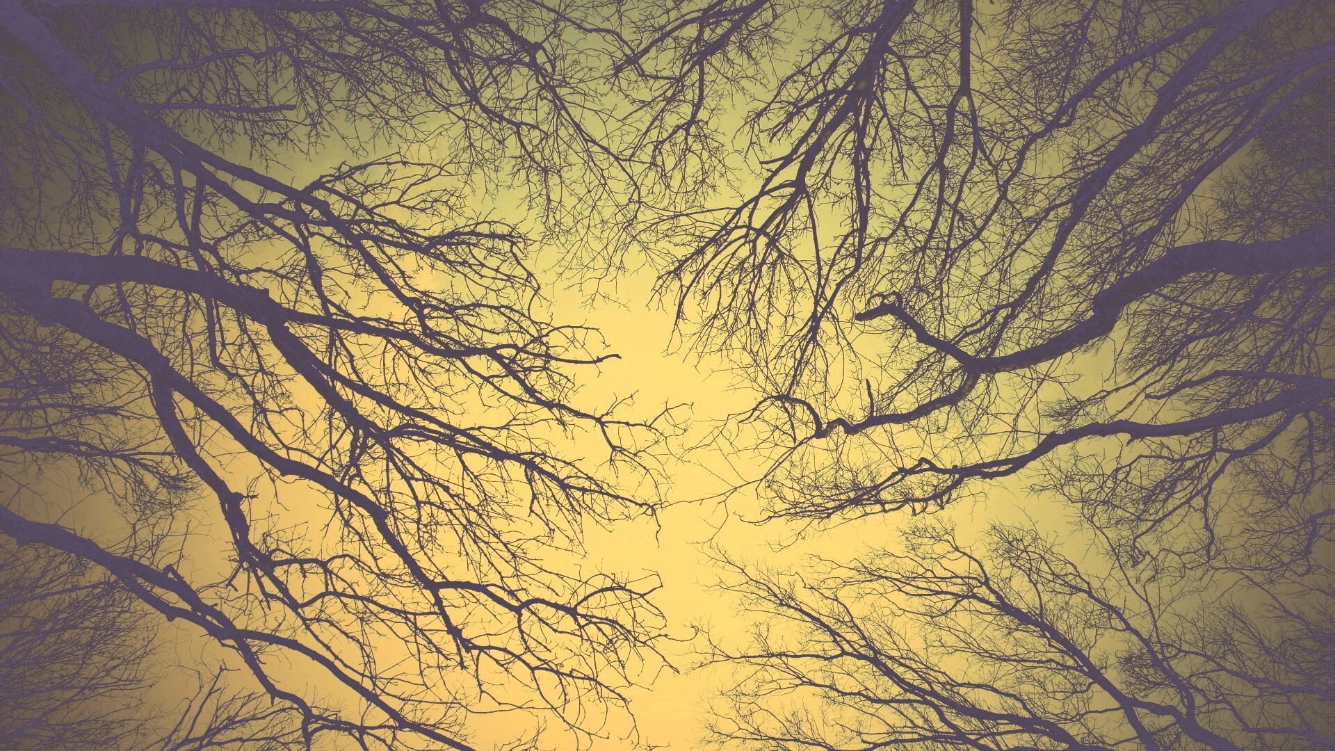 Голые кроны деревьев на фоне неба обои