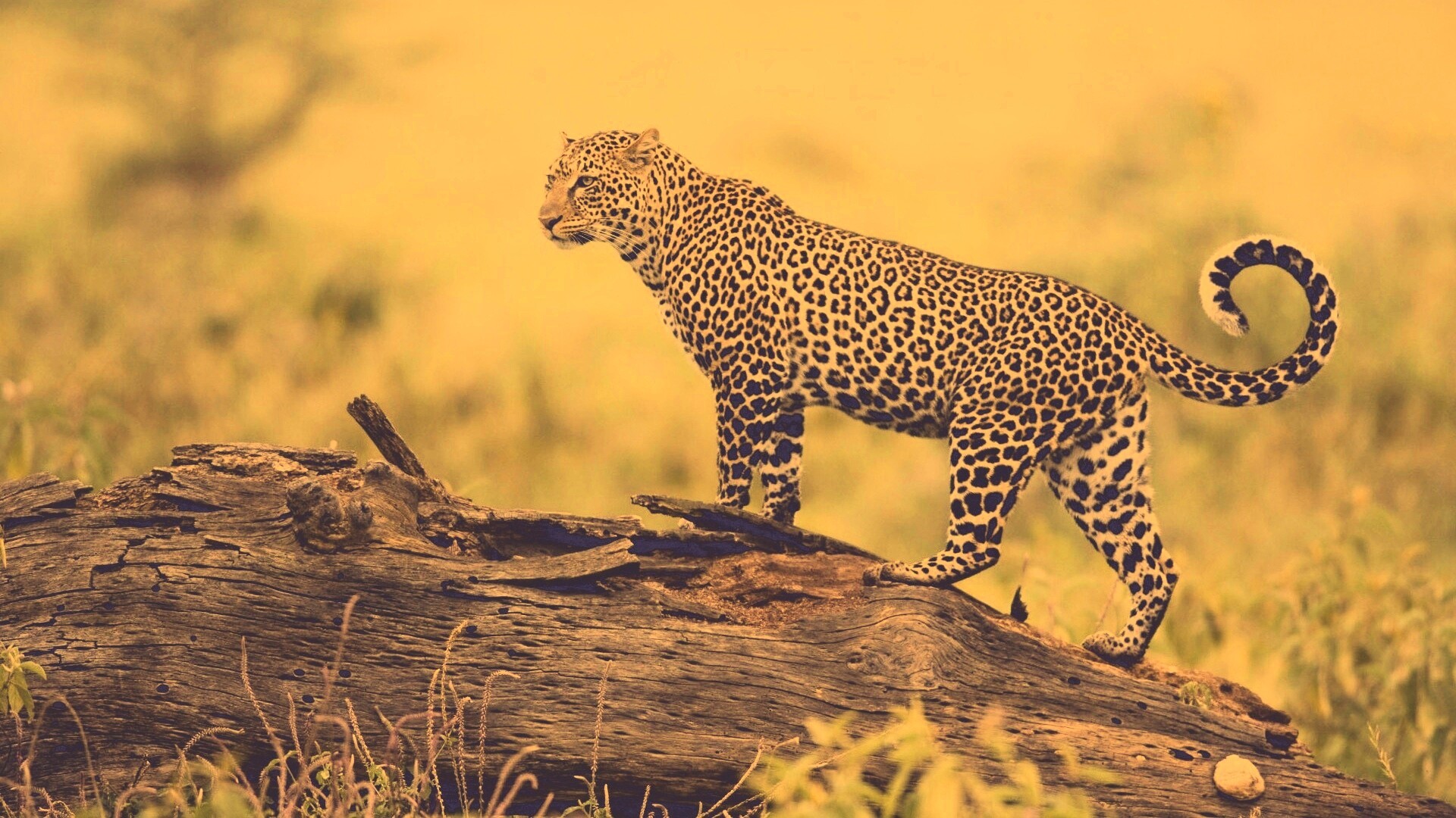 Леопард на природе обои