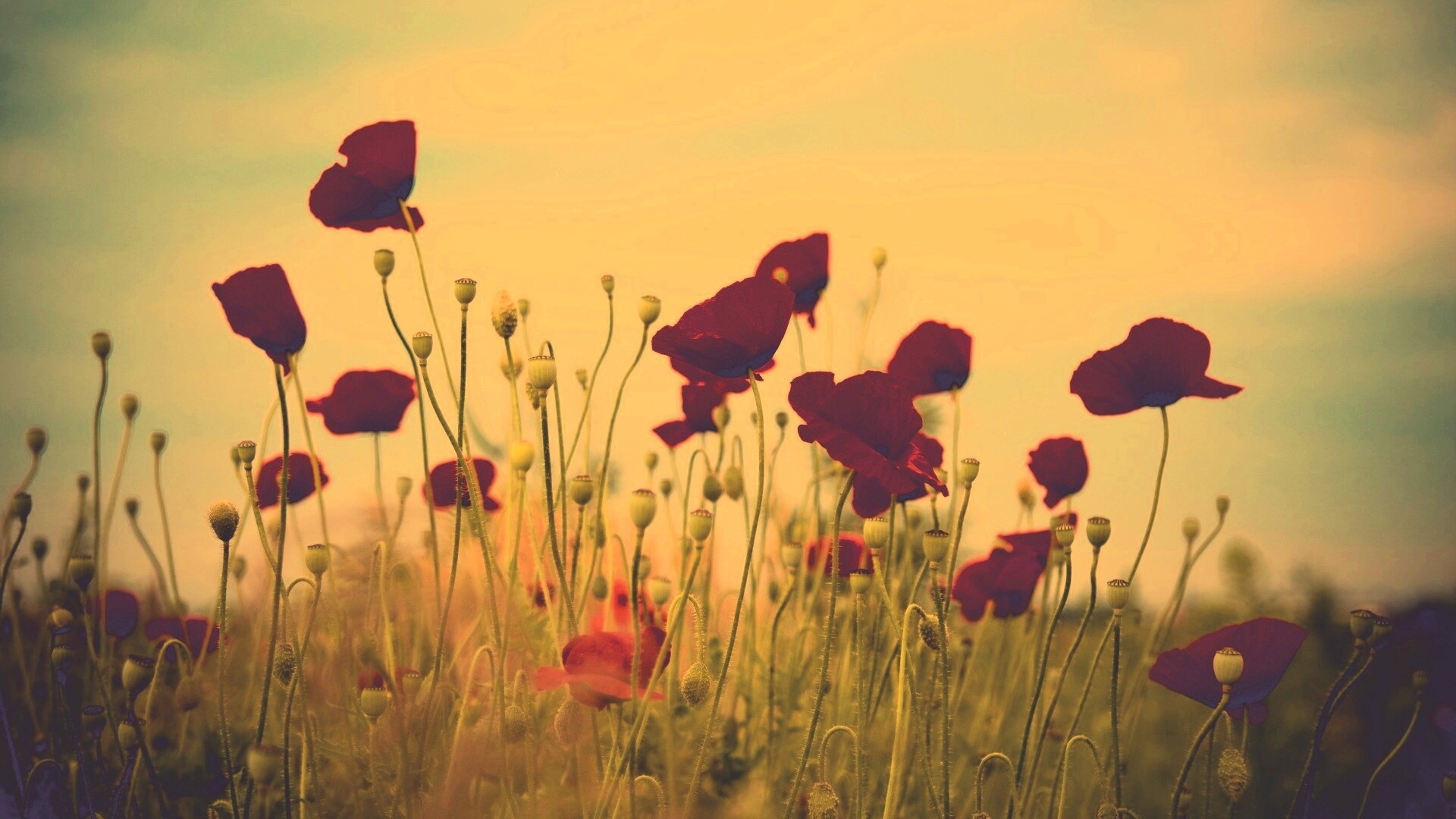 Цветущие маки обои