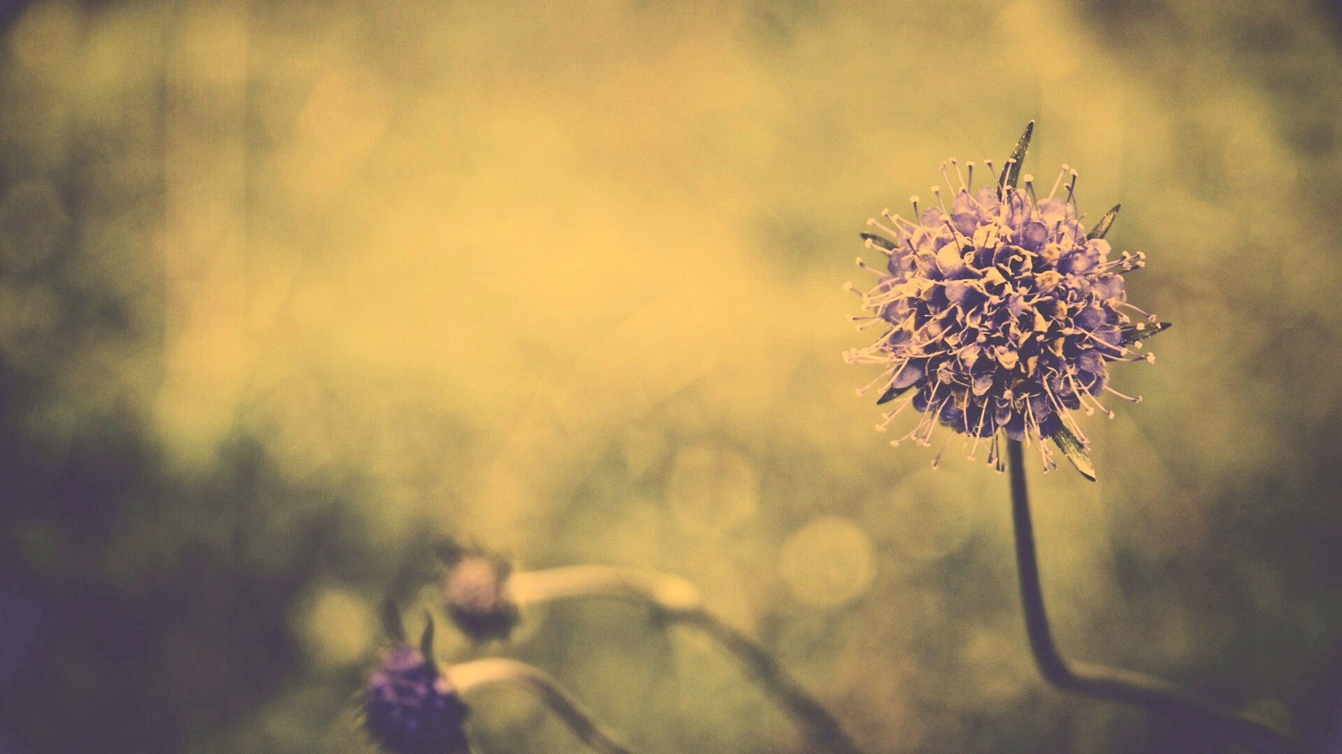 Цветок в макро обои