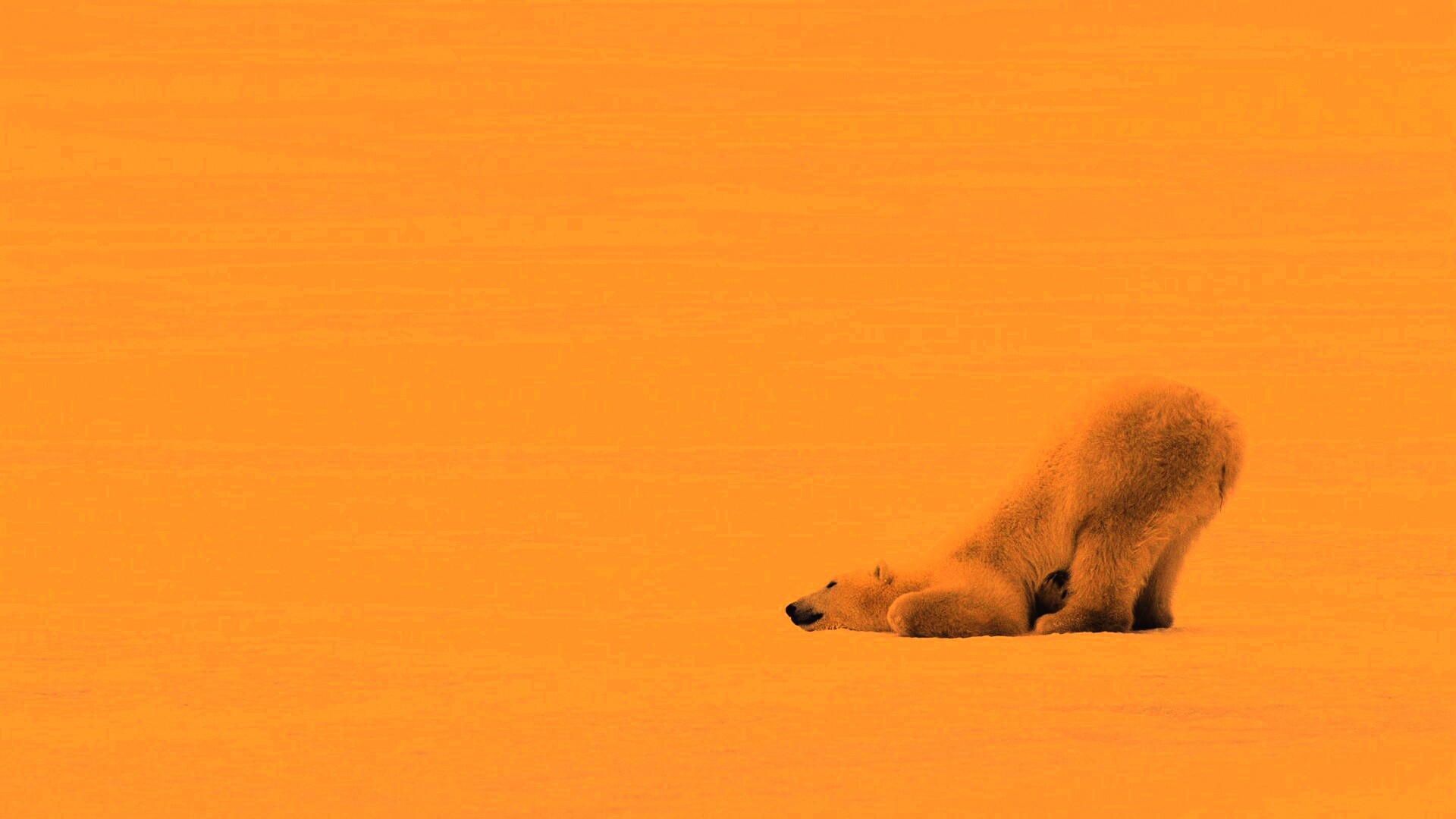 Полярный мишка в смешной позе обои