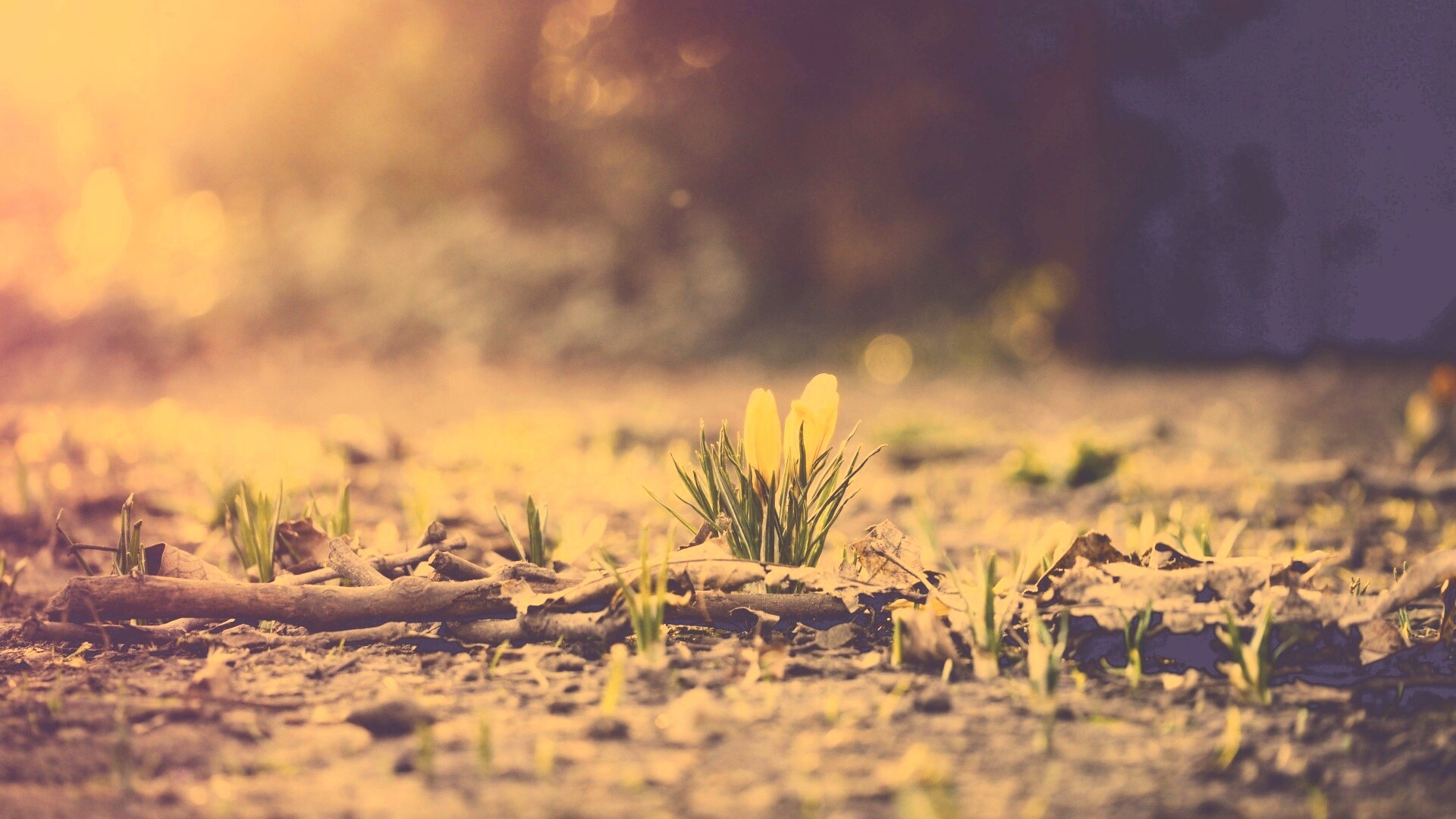 Весенняя трава и цветы обои