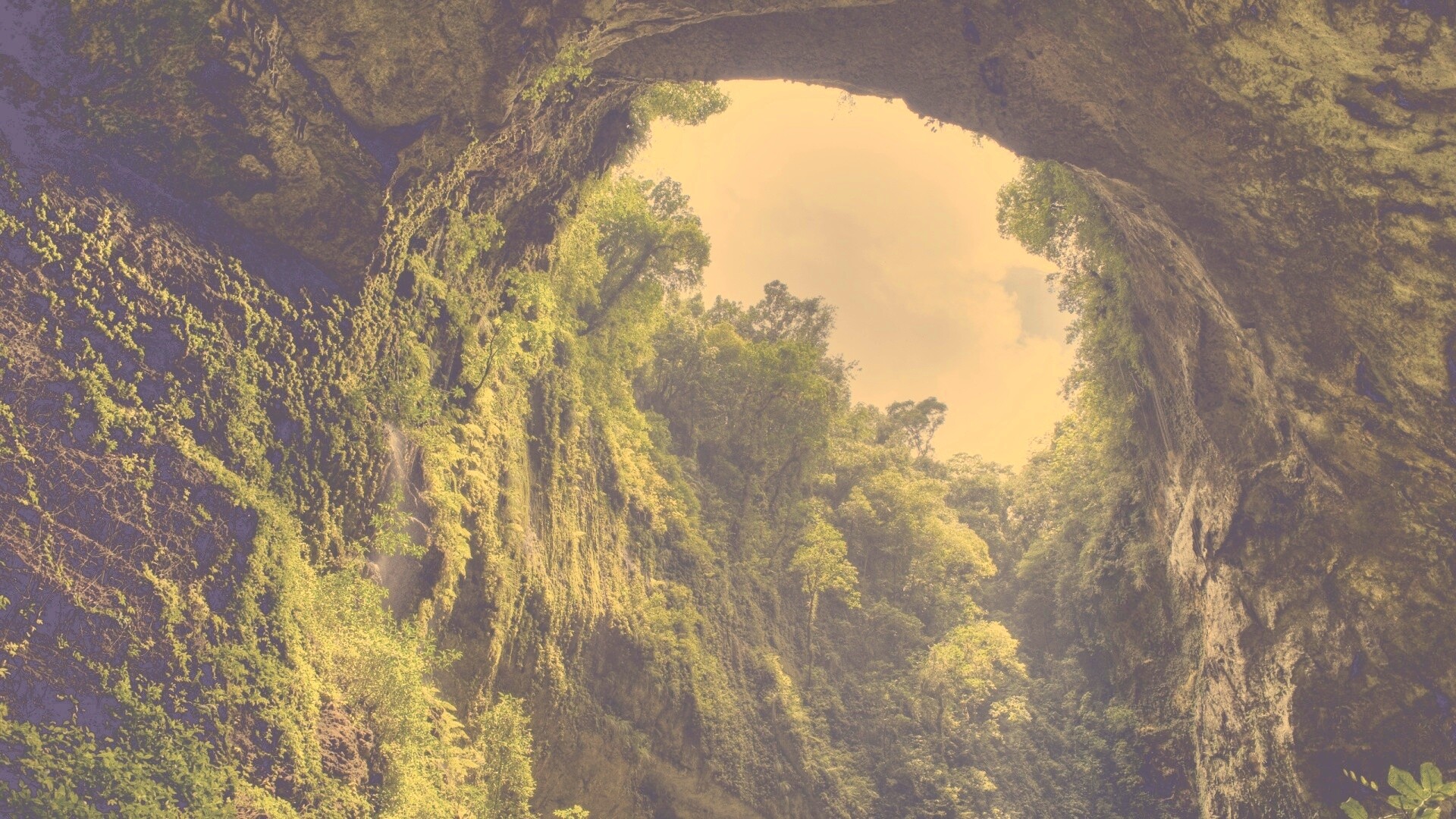 Заросшее ущелье обои