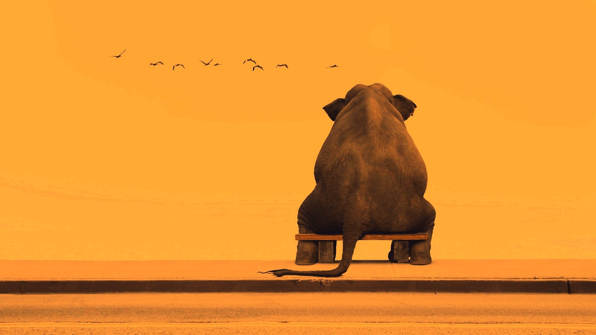 Слон на табуретке обои