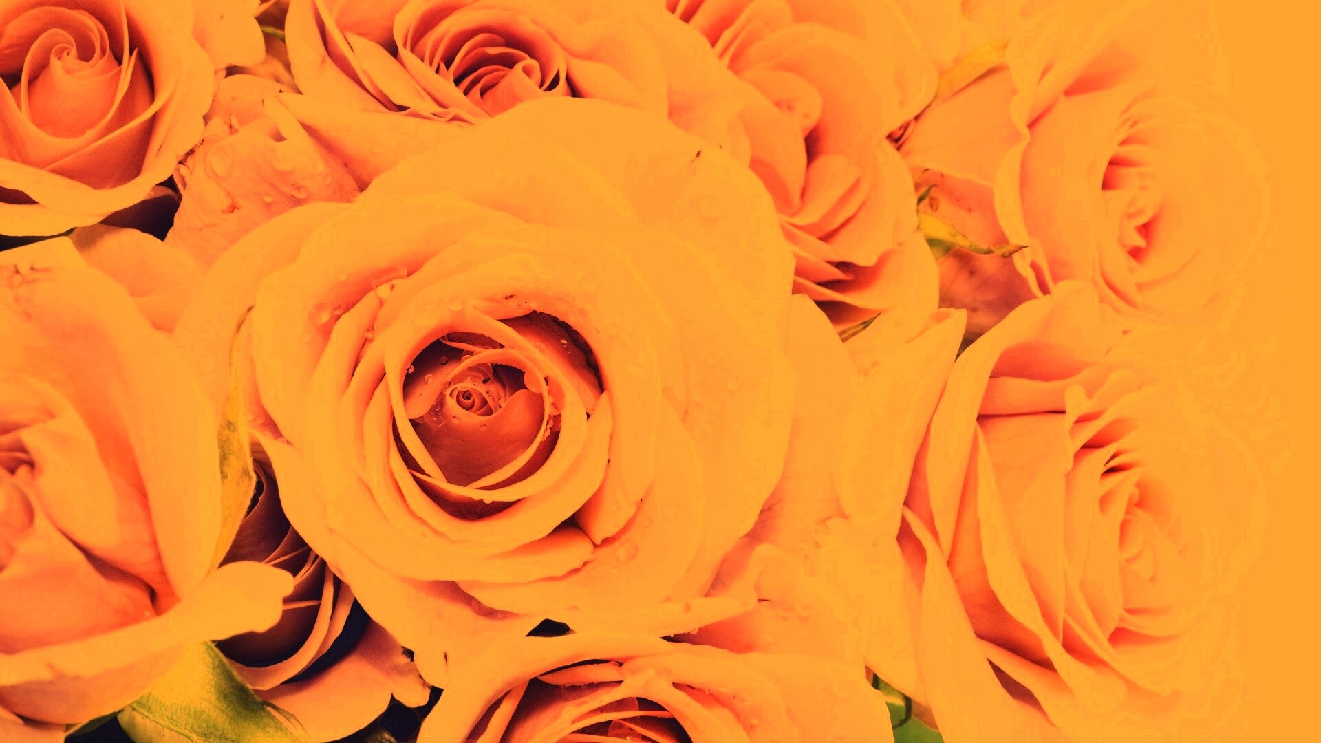 Букет розовых роз обои