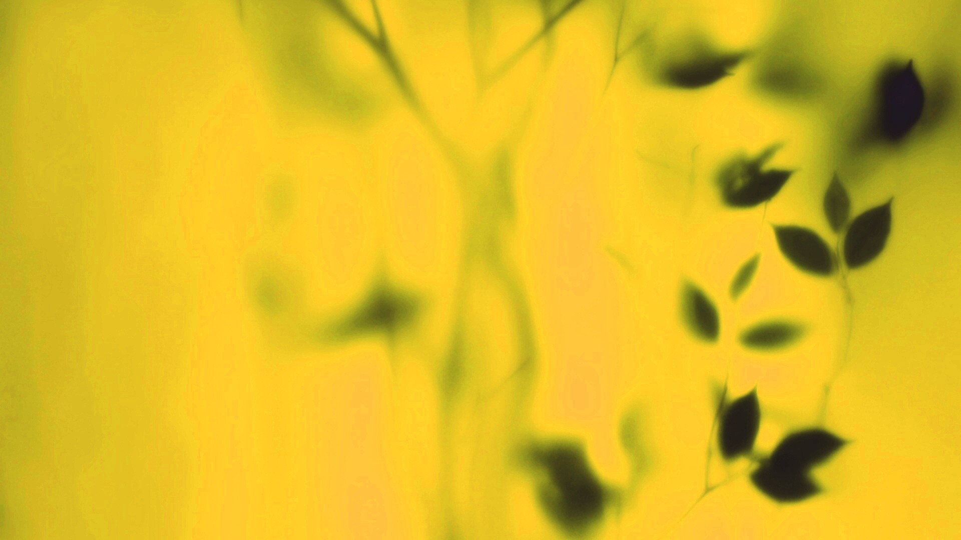 Зелень за стеклом обои