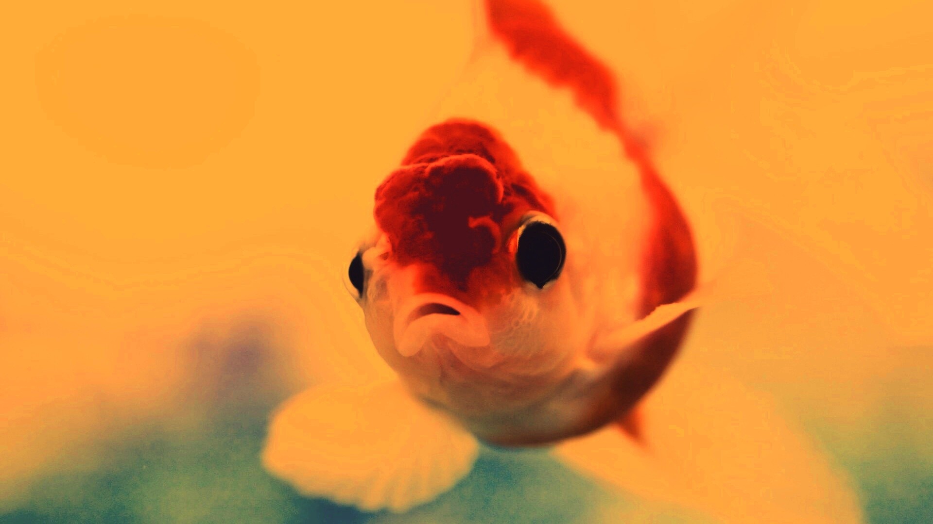 Аквариумная золотая рыбка обои