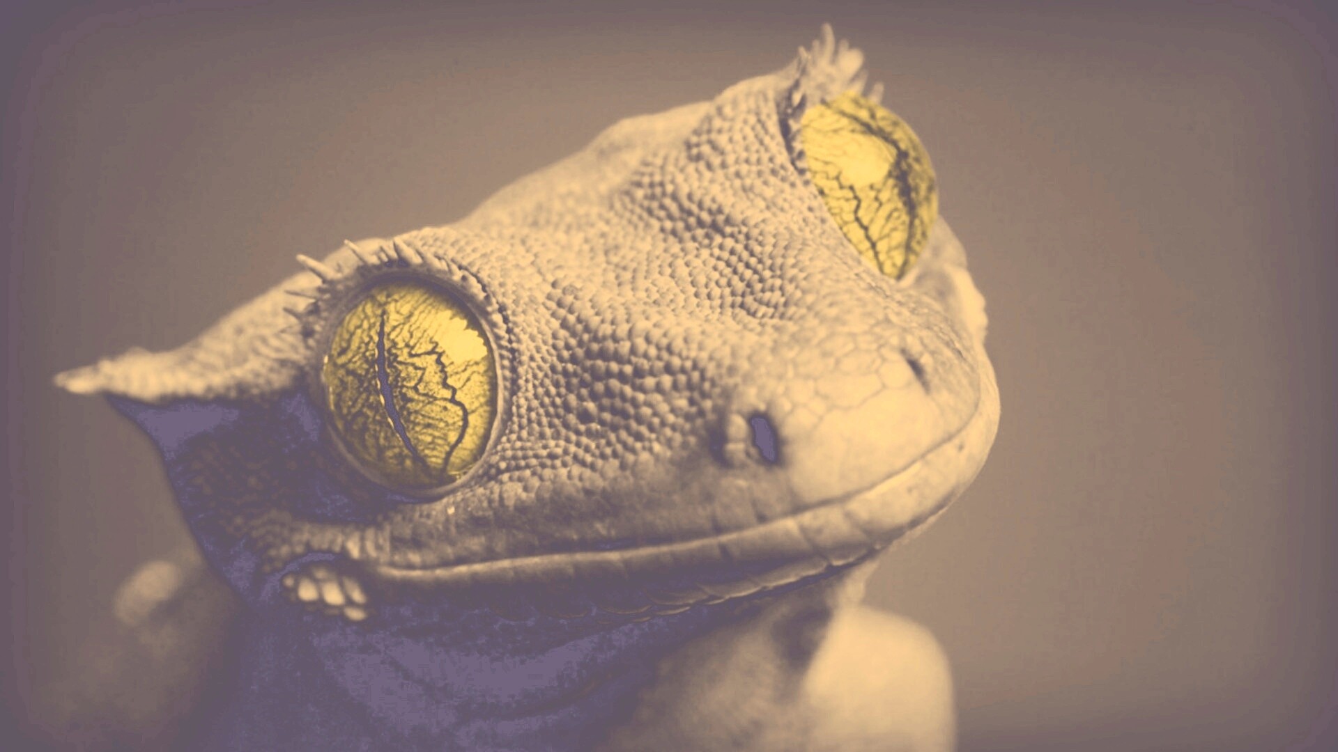 Ящерка обои