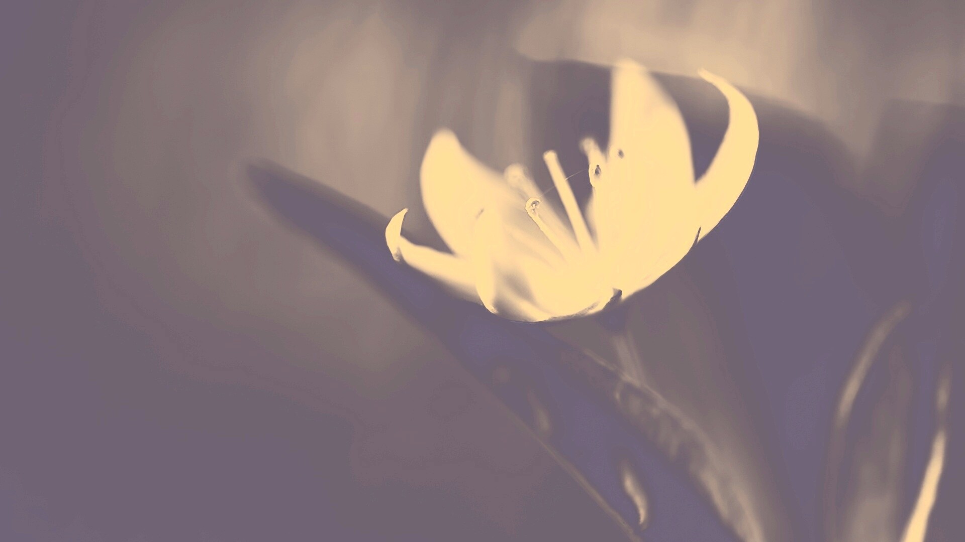 Белый цветок обои