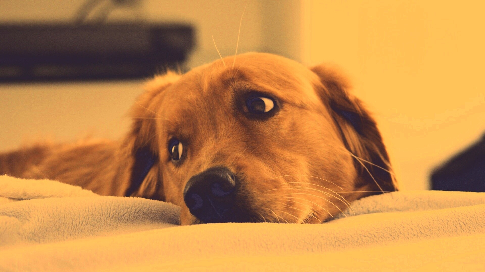 Лабрадор-ретривер обои