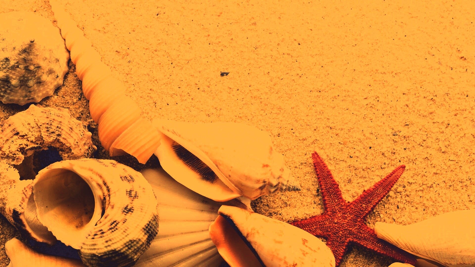 Морские раковины и звезды обои