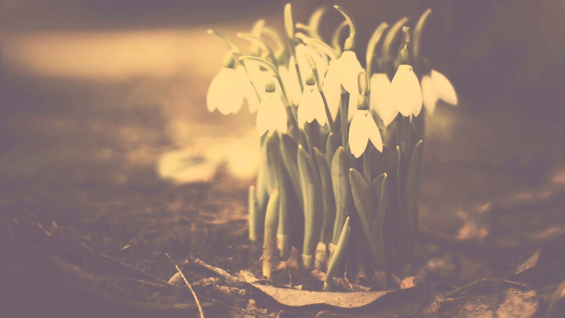 Подснежники - весенние цветы обои