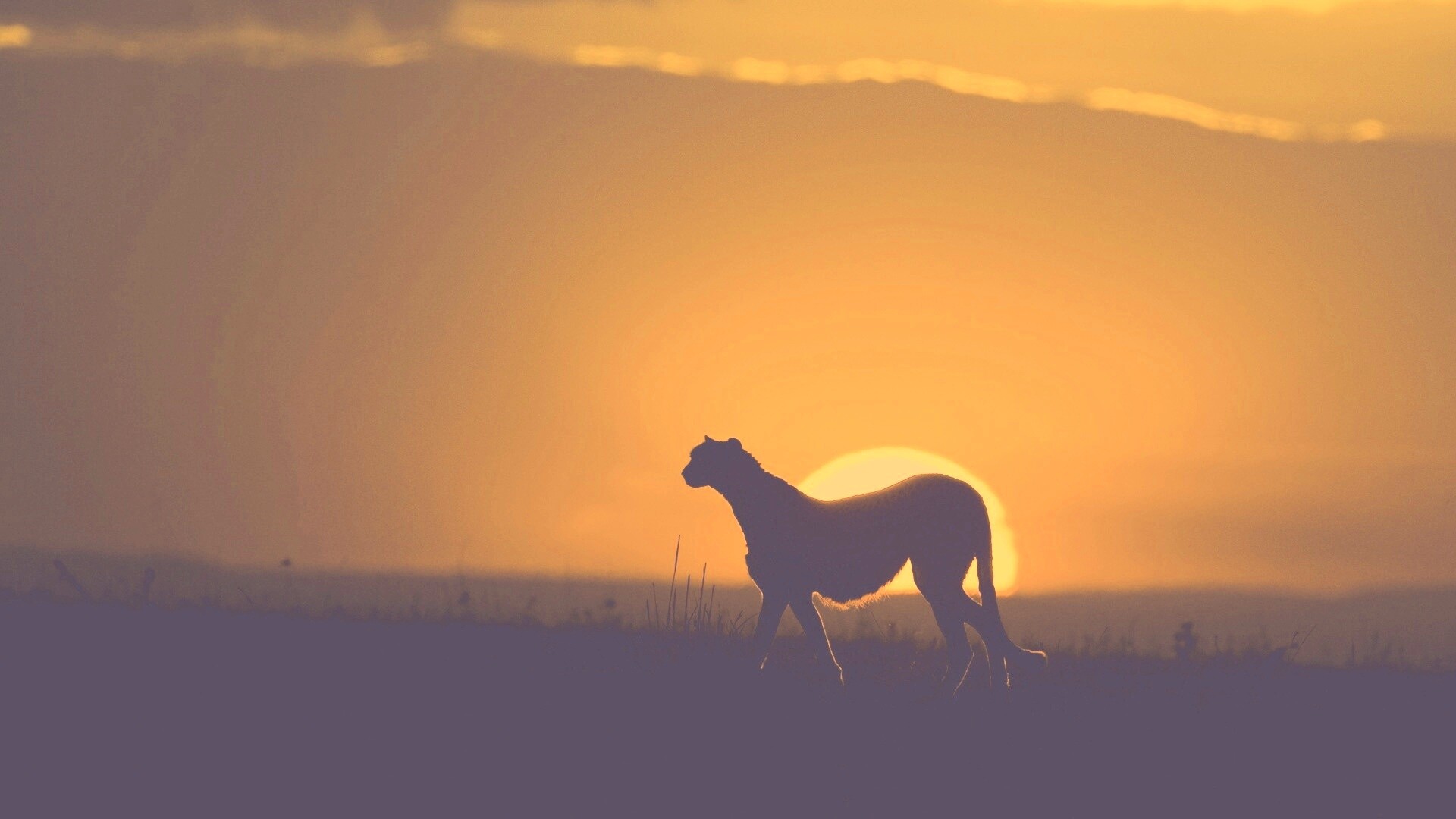 Гепард на закате обои