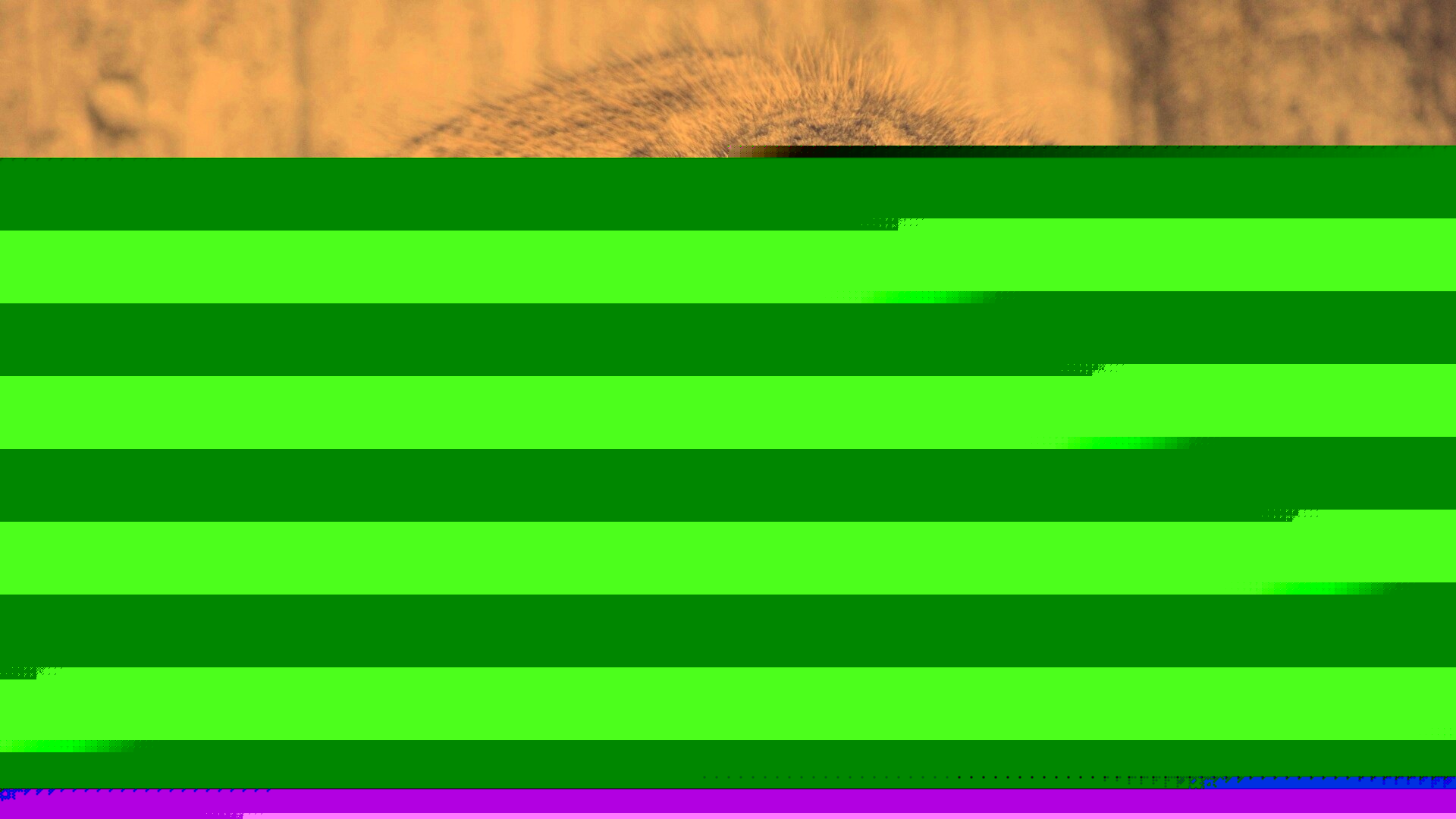 Погладь манула обои