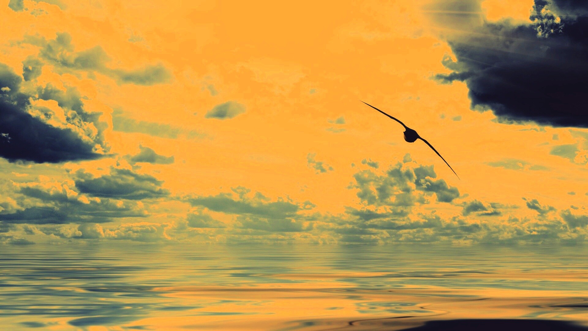 Лети как птица над волнами обои