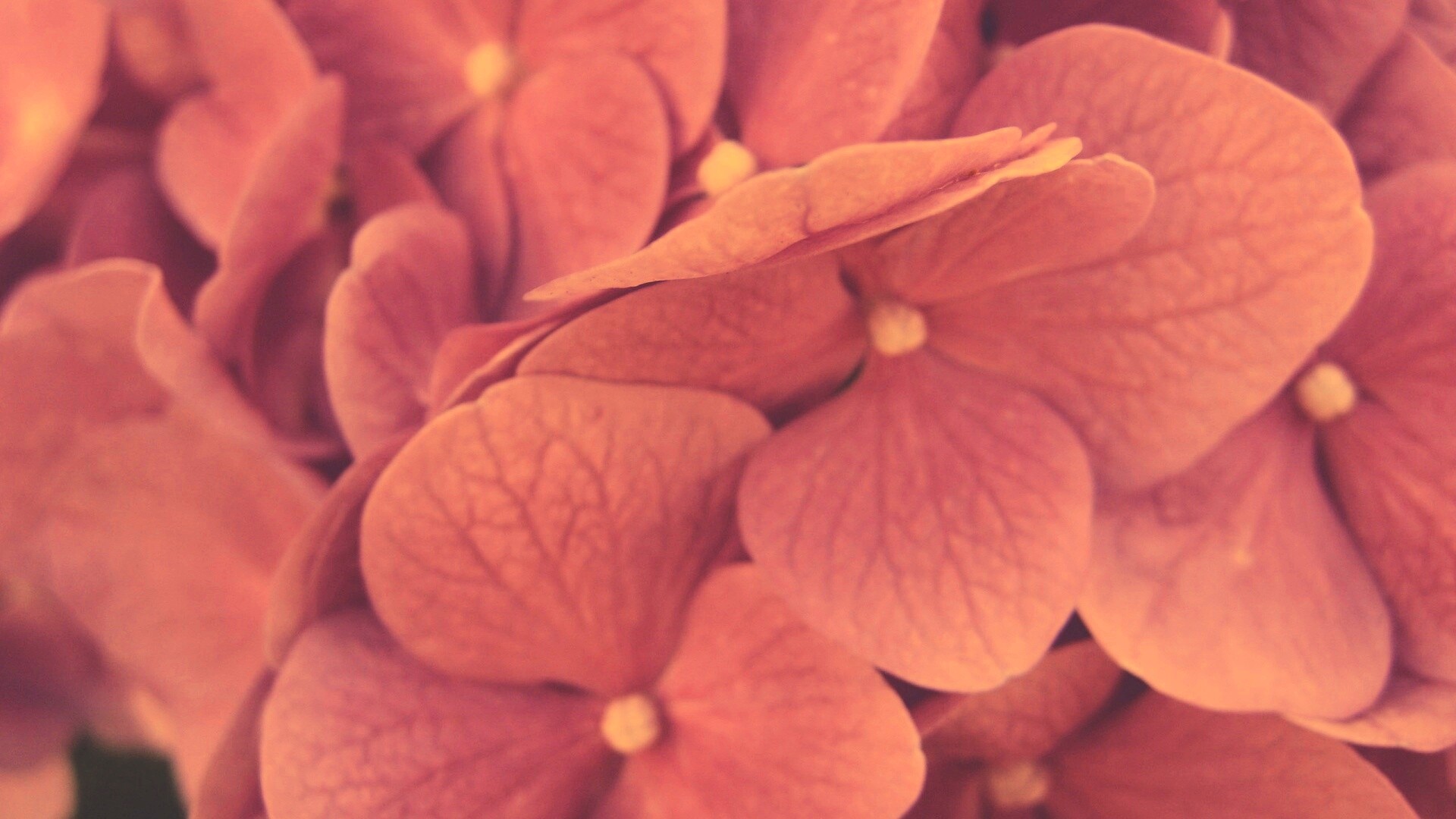 Фиолетовые нежные цветы обои