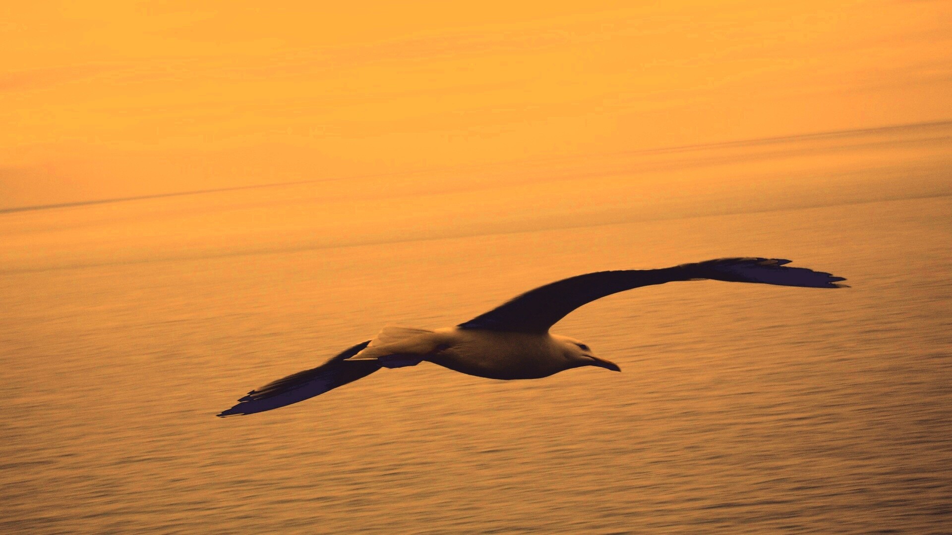 Чайка в полете обои