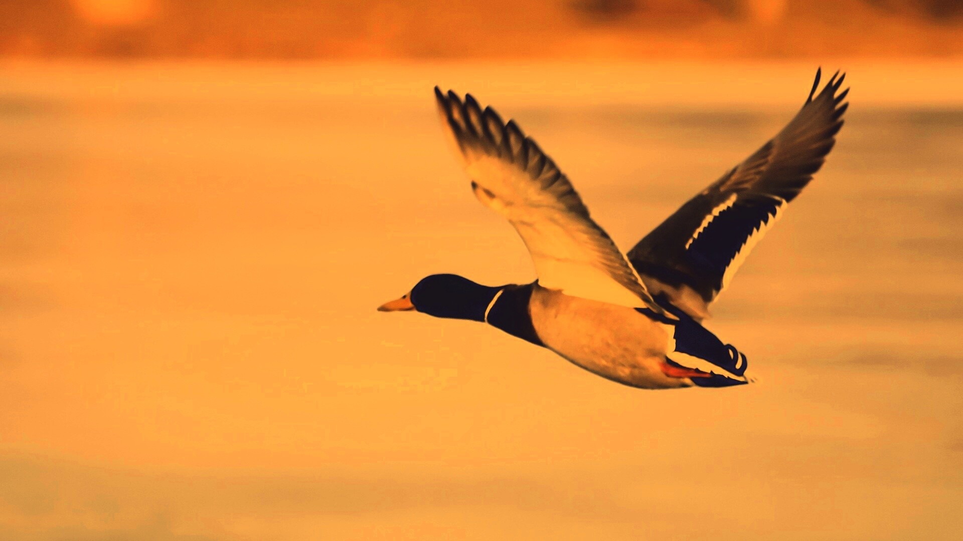 Полёт утки обои