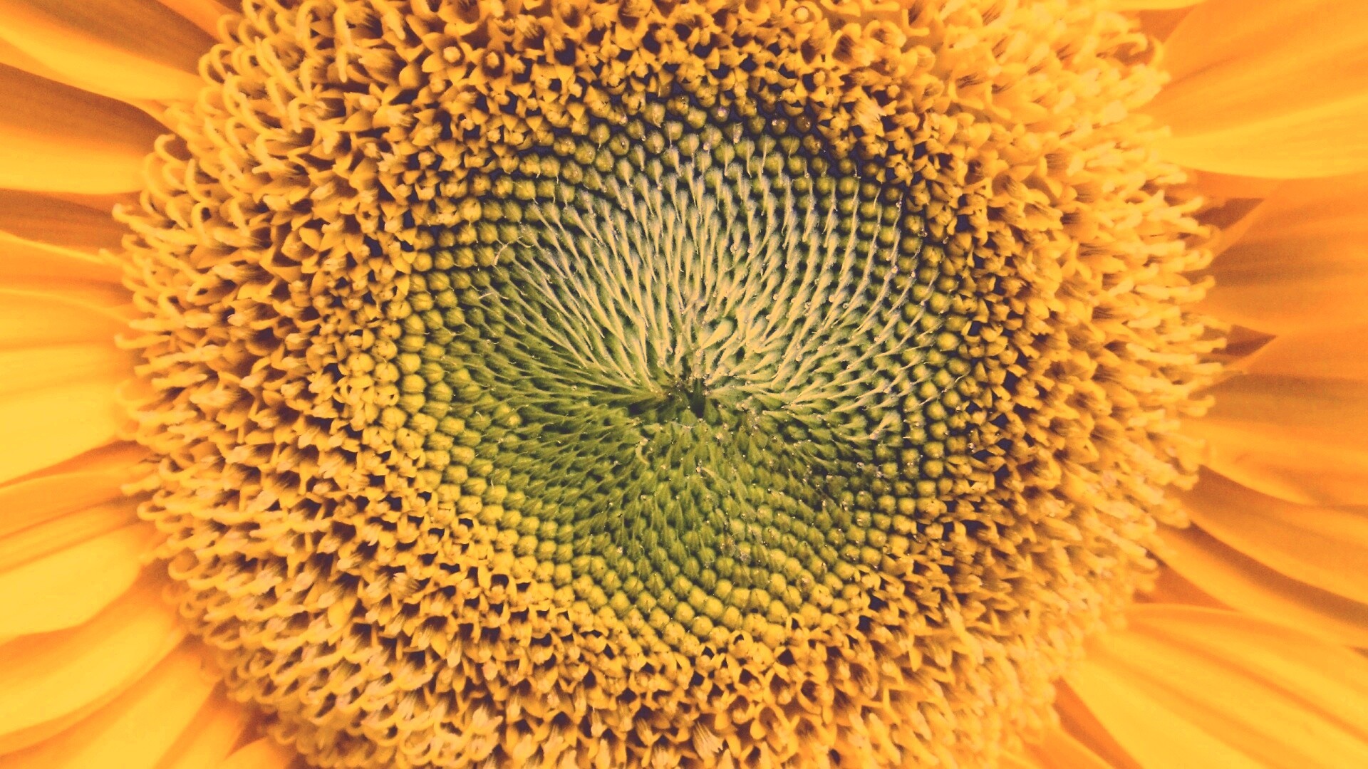 Недозревший подсолнух обои